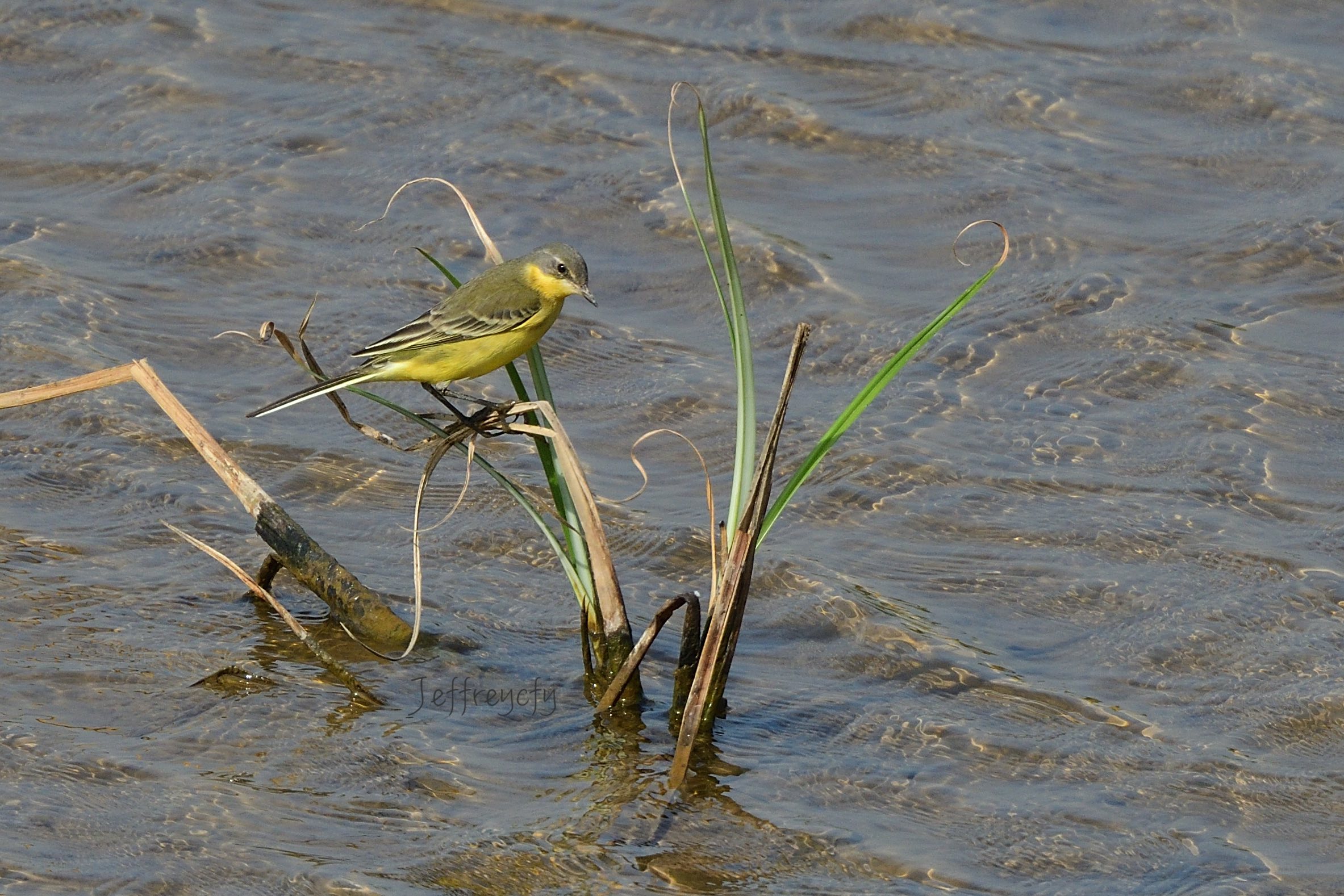 東黃鶺鴒 Simillima 亞種 20201130MPDSC_1670sahre.jpg