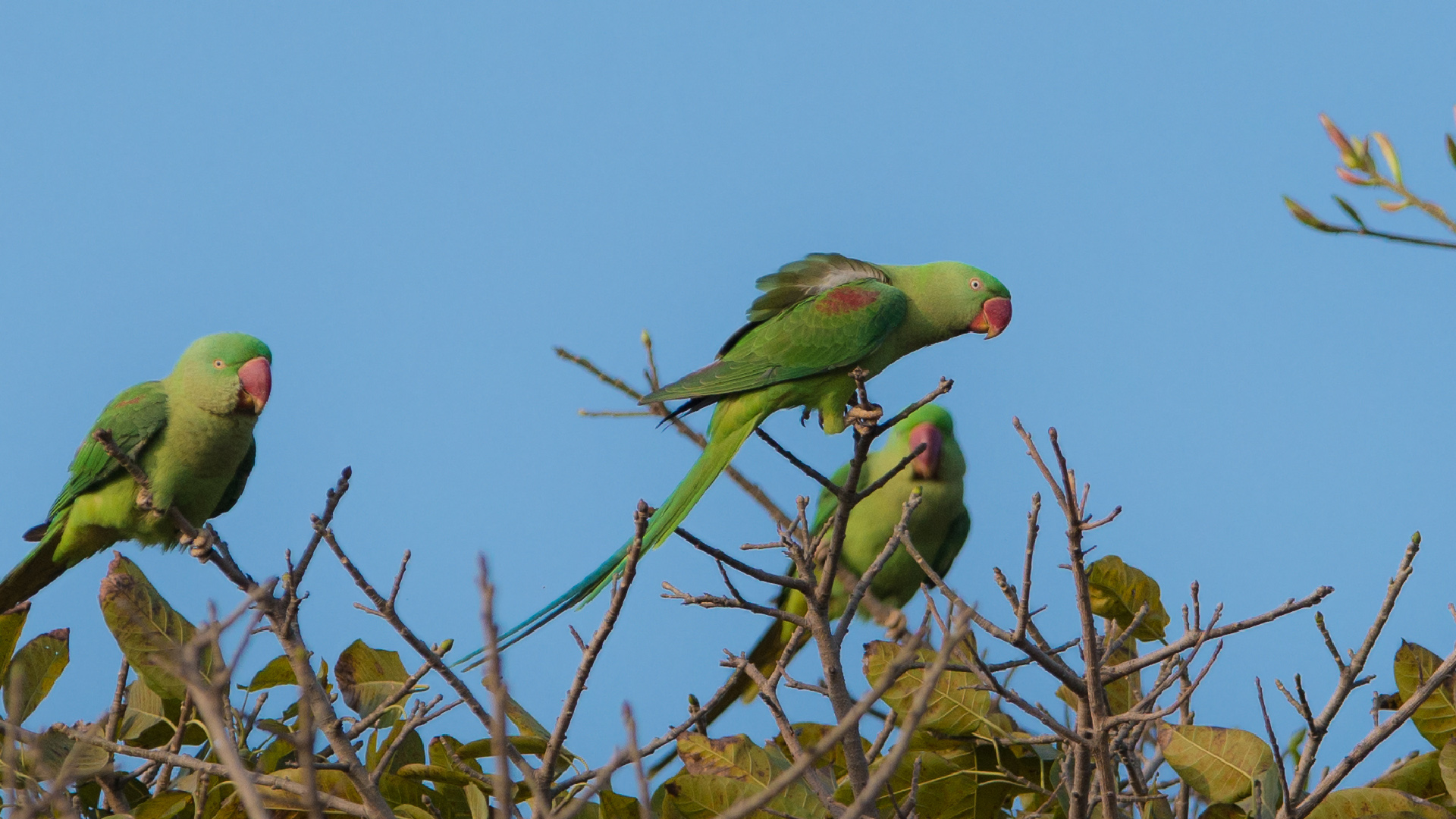 Perruche alexandre - Psittacula eupatria - Alexandrine Parakeet - 01.jpg