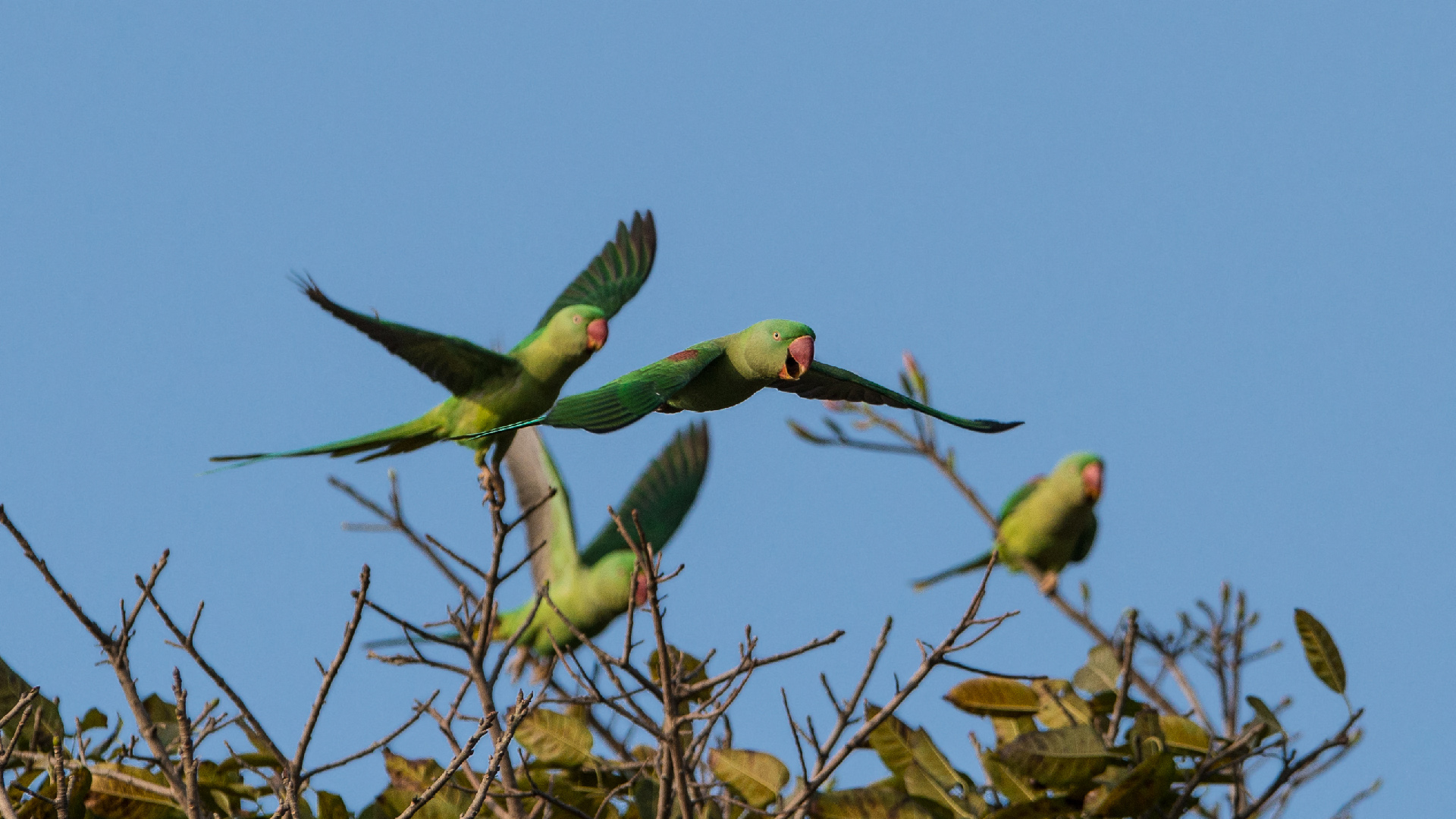 Perruche alexandre - Psittacula eupatria - Alexandrine Parakeet - 02.jpg