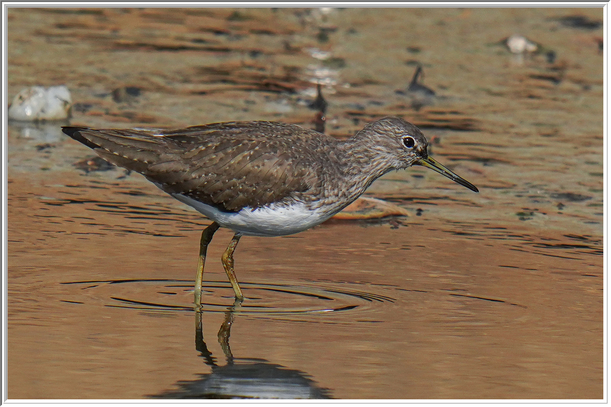 白腰草鷸 (Green Sandpiper) - 1.jpg