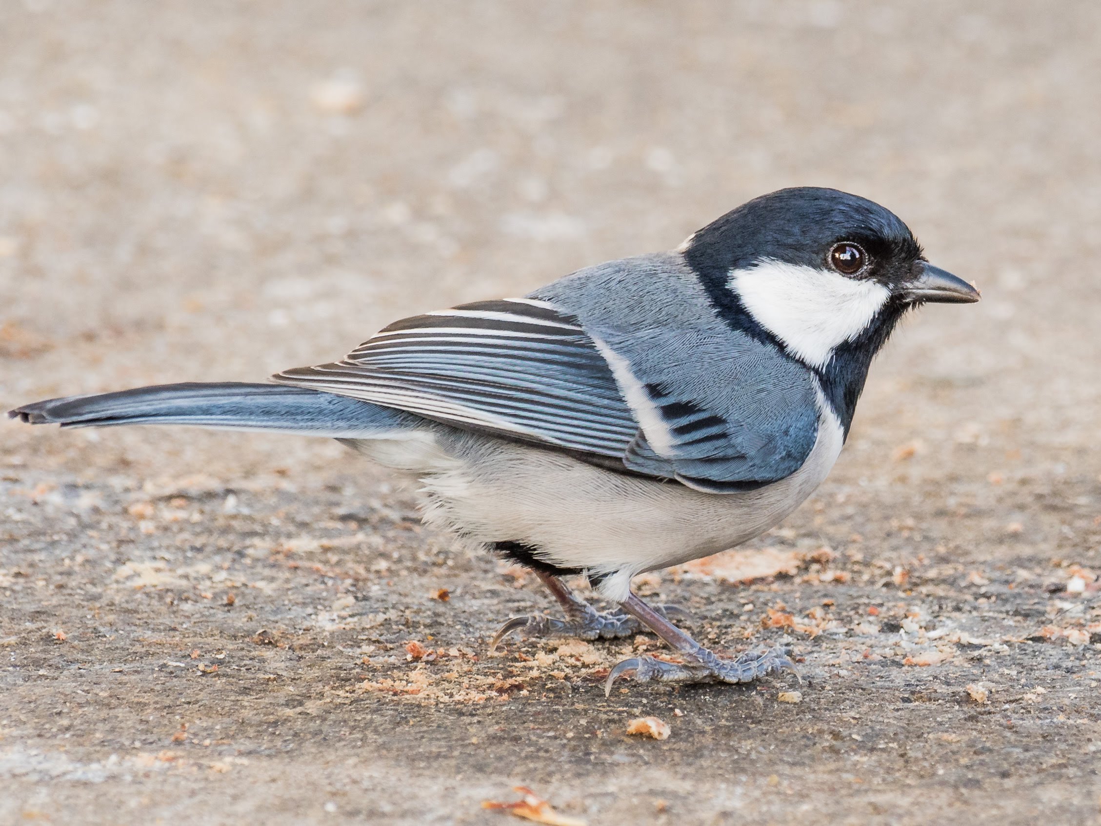 DSC_9074.jpg