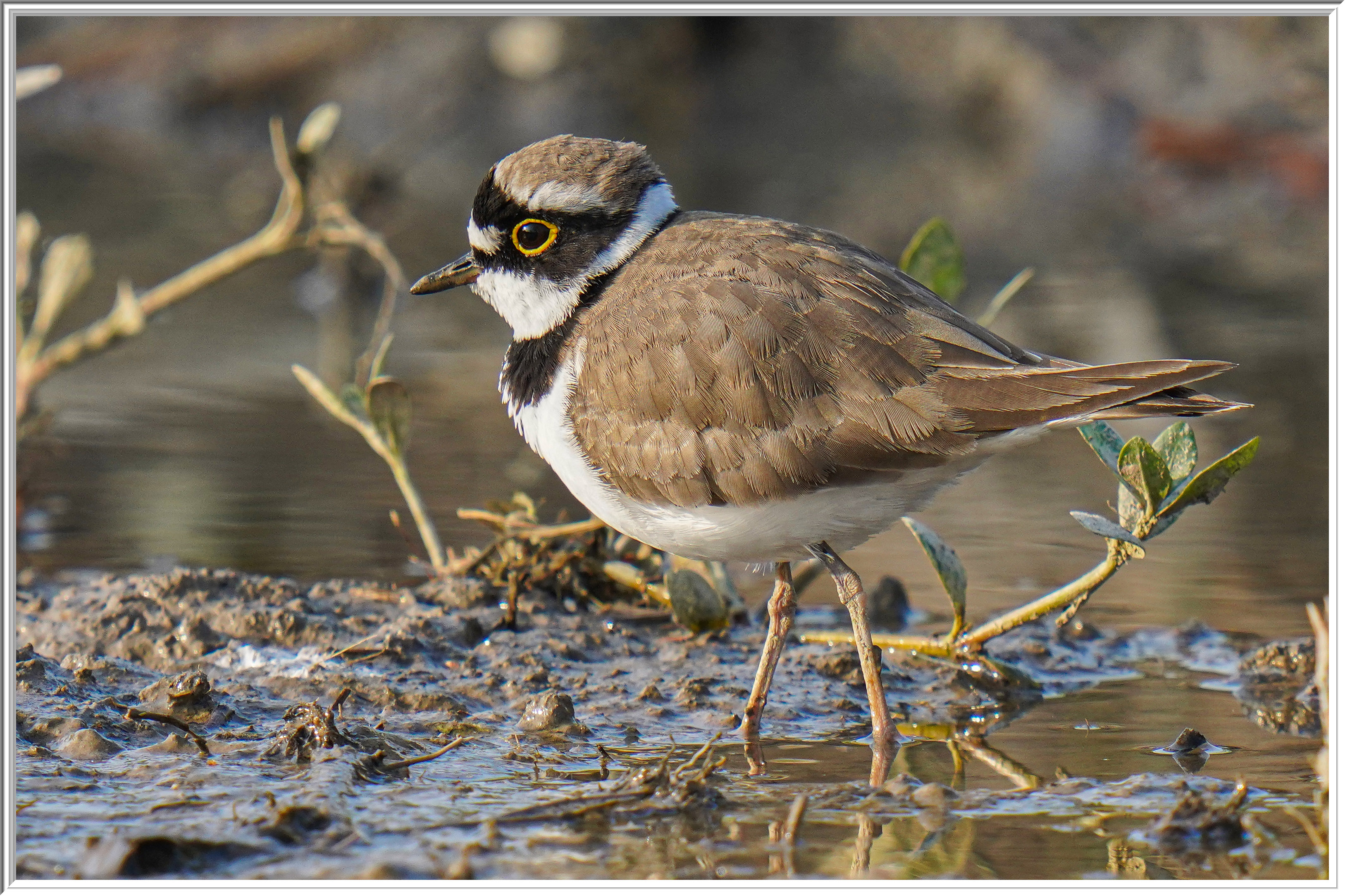 金眶鴴 (Little Ringed Plover) - 1.jpg