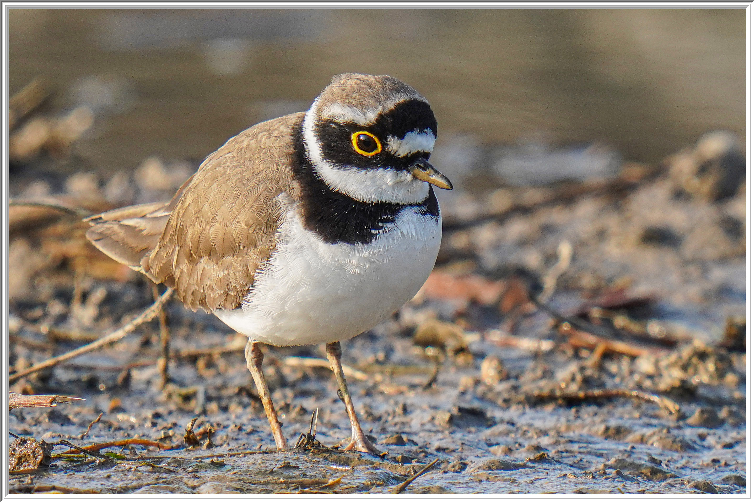 金眶鴴 (Little Ringed Plover) - 3.jpg