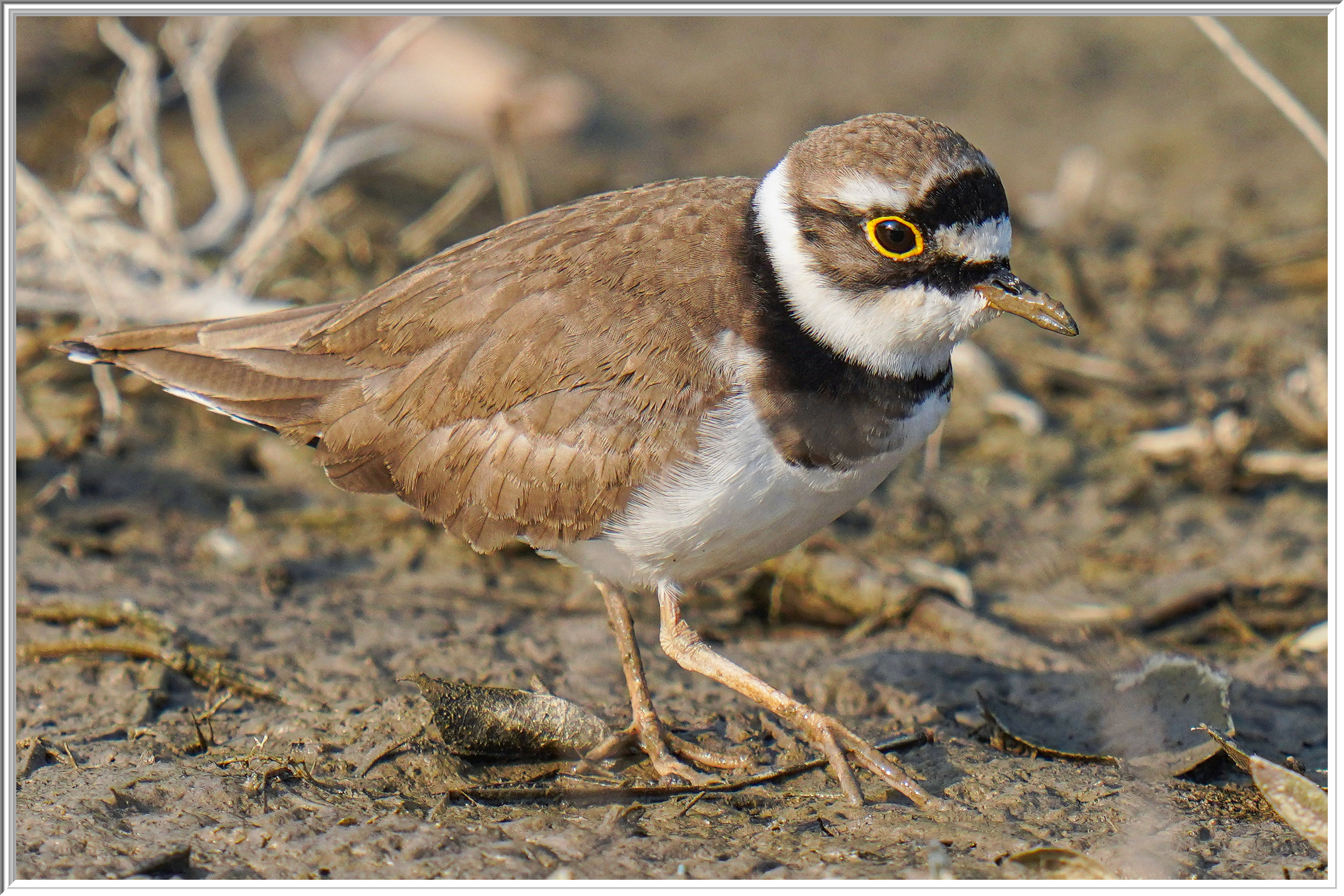 金眶鴴 (Little Ringed Plover) - 4.jpg