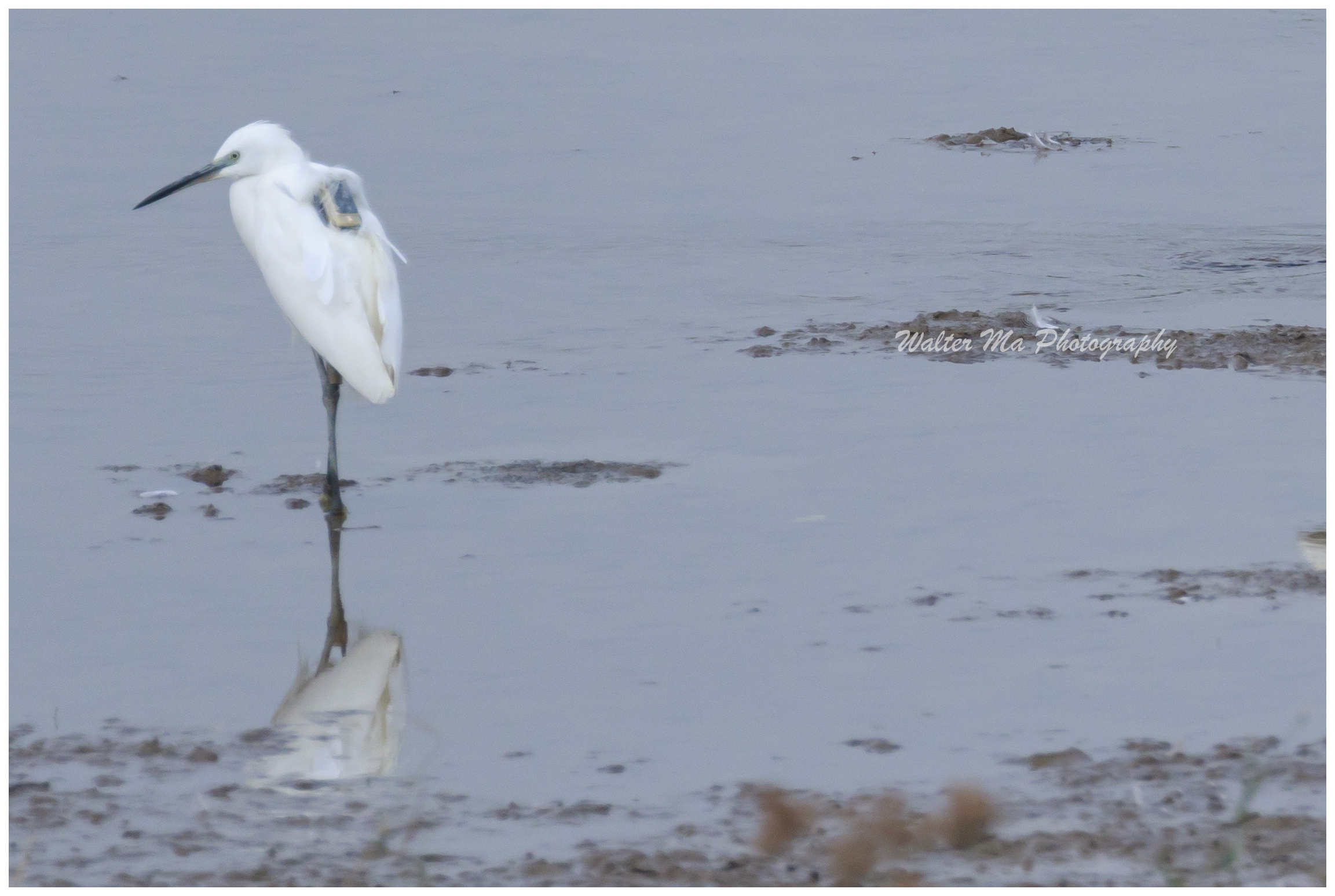 WAL_9591m-egret.jpg