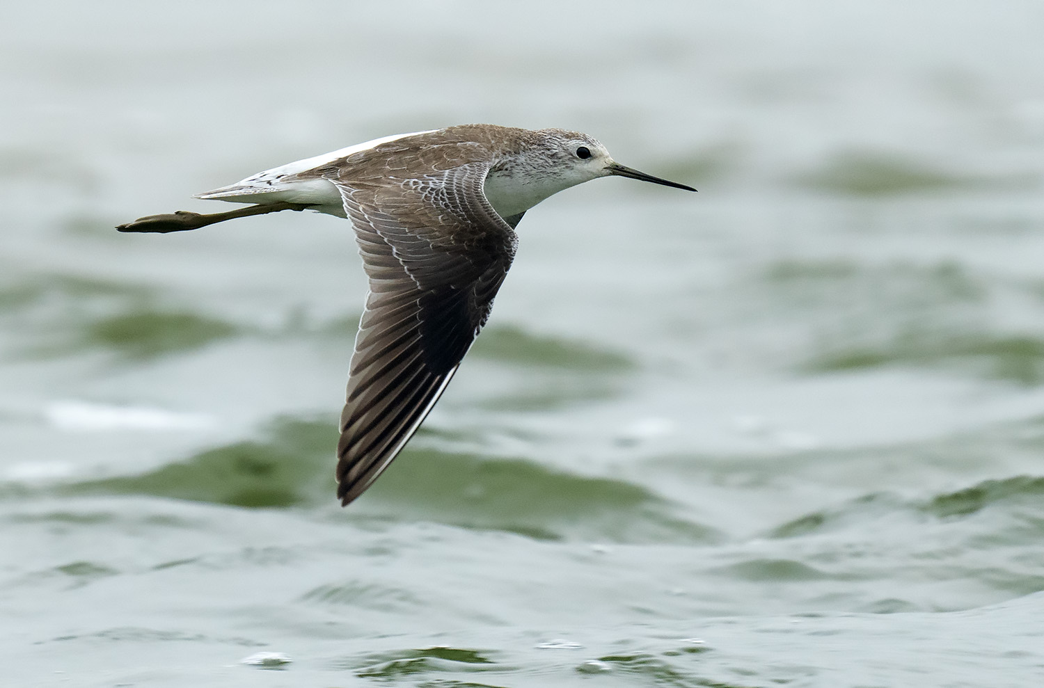 Marsh Sandpiper DSC06691.jpg