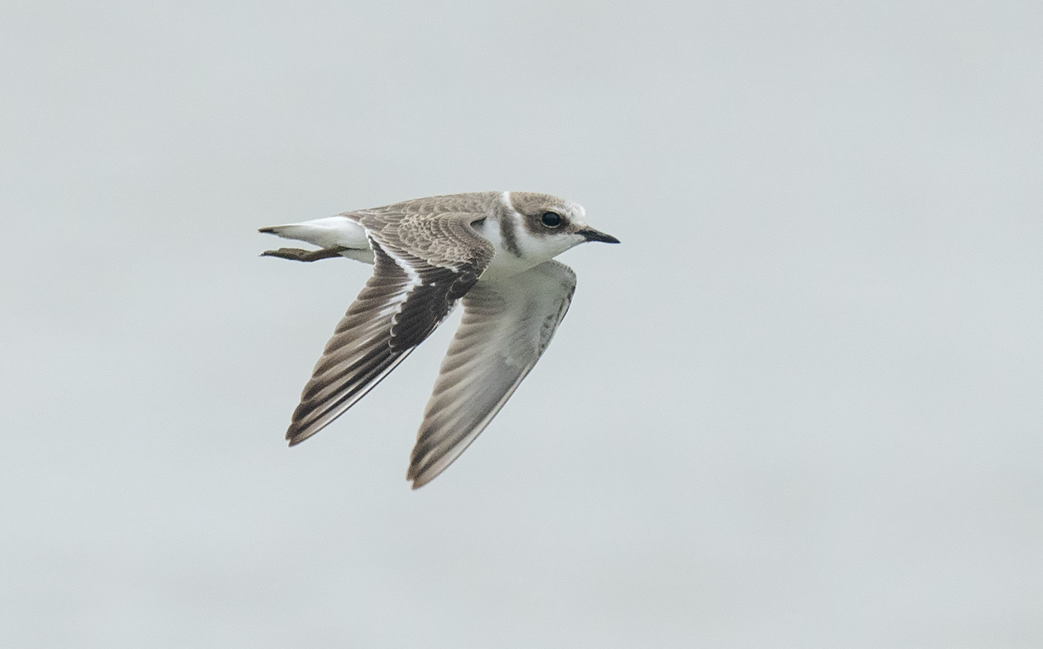 Kentish Plover DSC06703.jpg