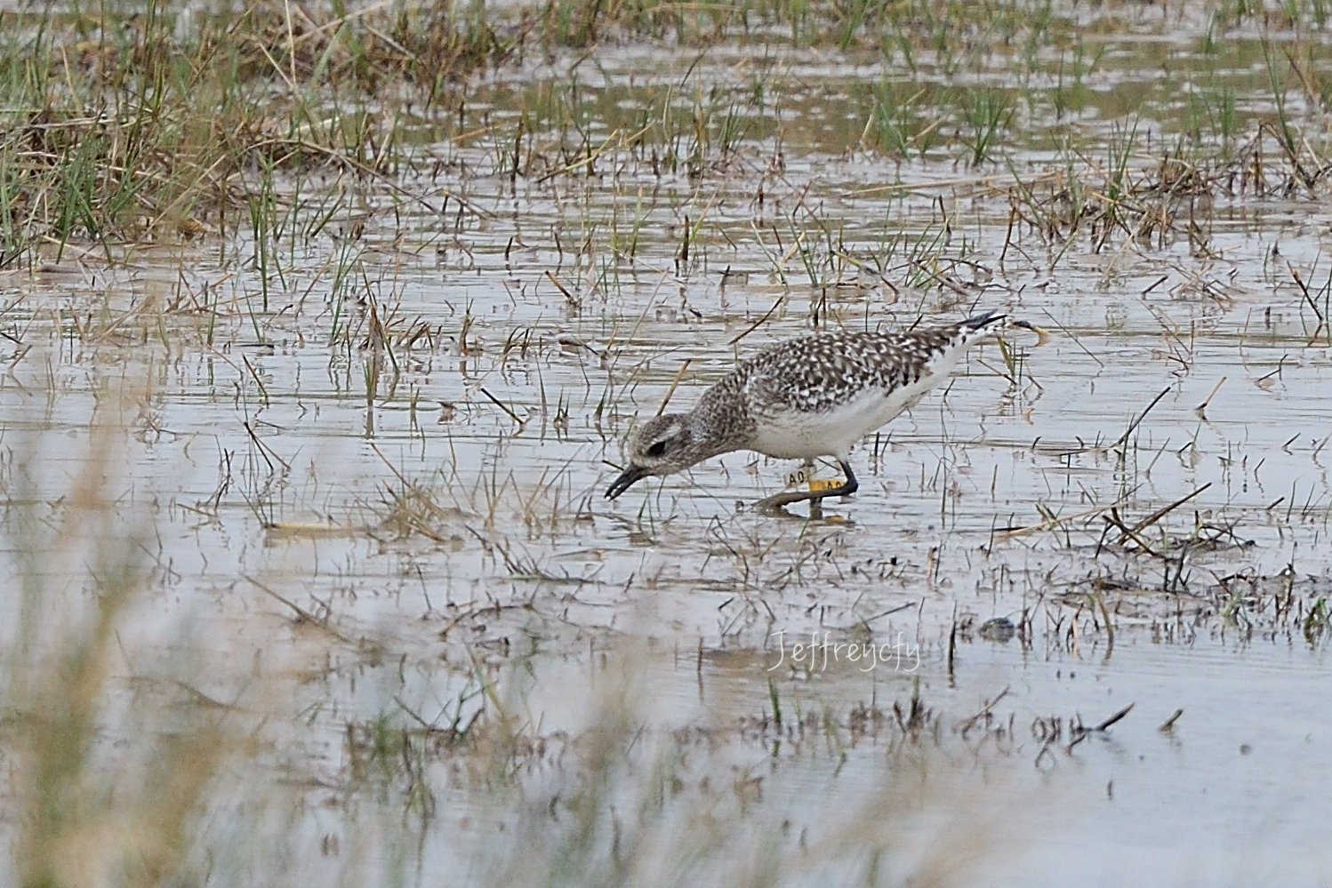 灰鴴 20201216MPDSC_3865share.jpg