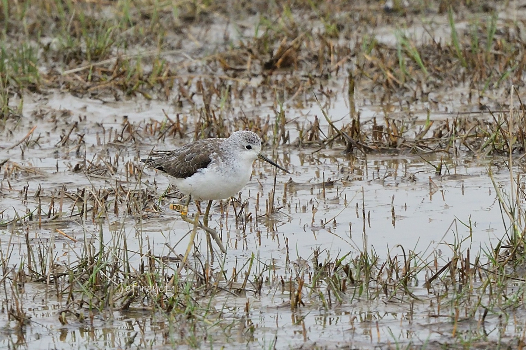 青腳鷸 20201216MPDSC_3674share.jpg