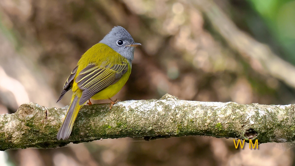 Grey-headed Canary-flycatcher1.jpg