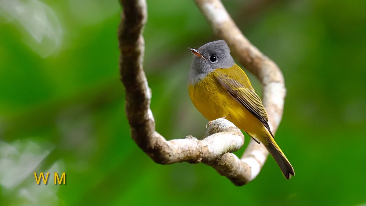 Grey-headed Canary-flycatcher2.jpg