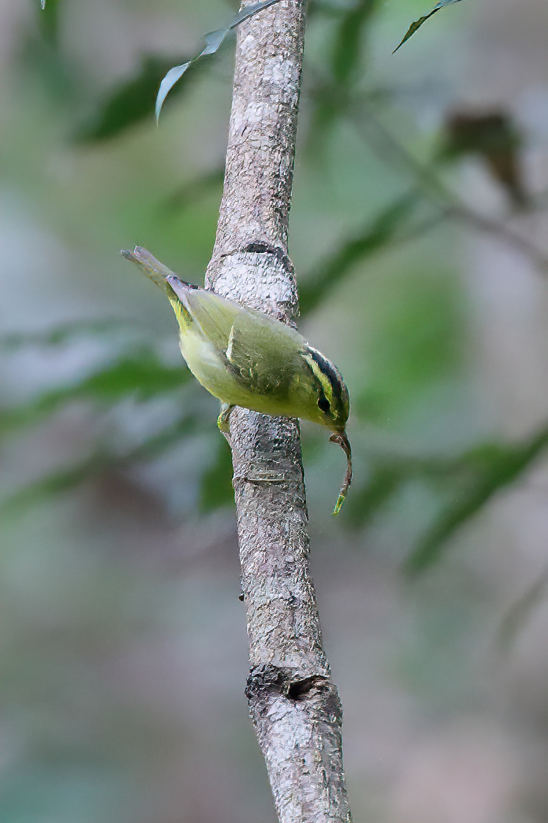 IMG_2912-SharpenAI-stabilize.JPG