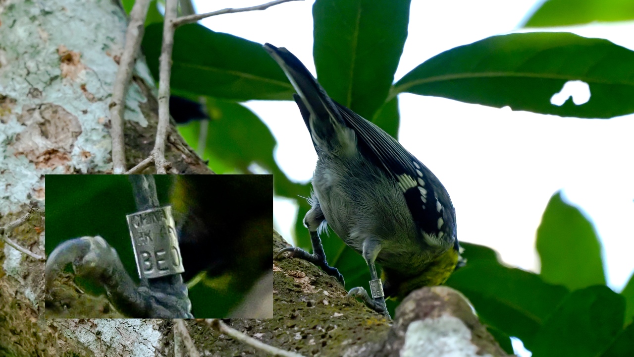 Yellow-cheekedTit2.jpg