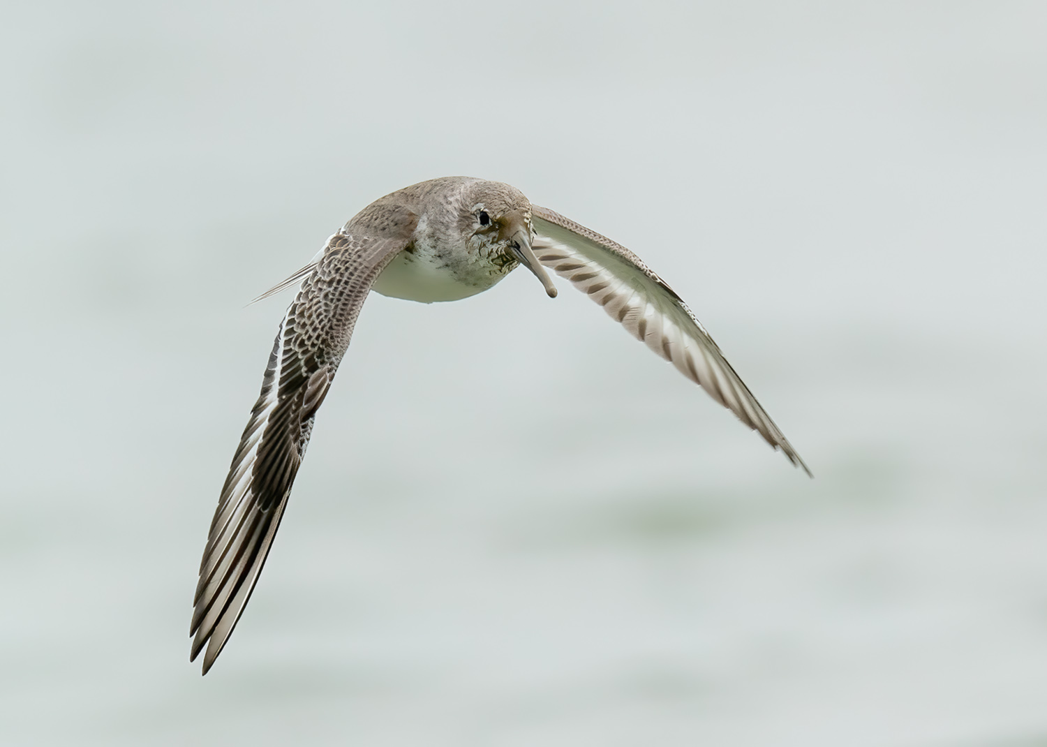 Dunlin DSC01045.jpg