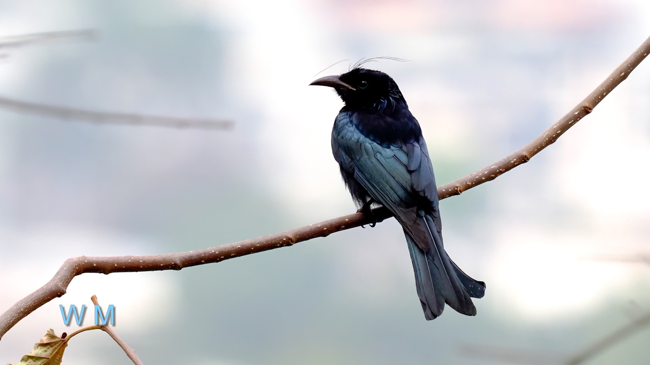 Hair-crestedDrongo3.jpg