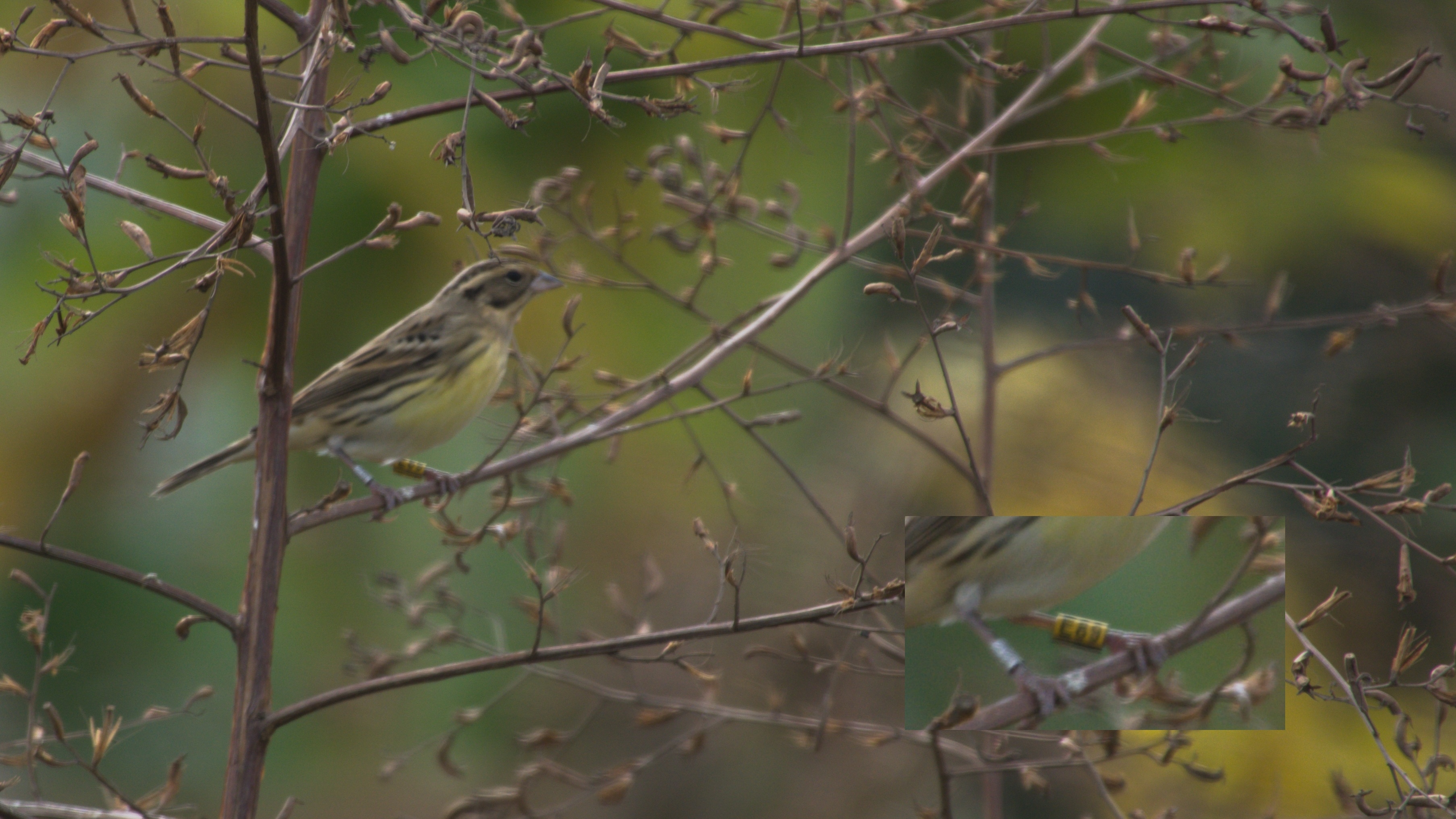 Yellow Bunting C69 DSC06784C.JPG