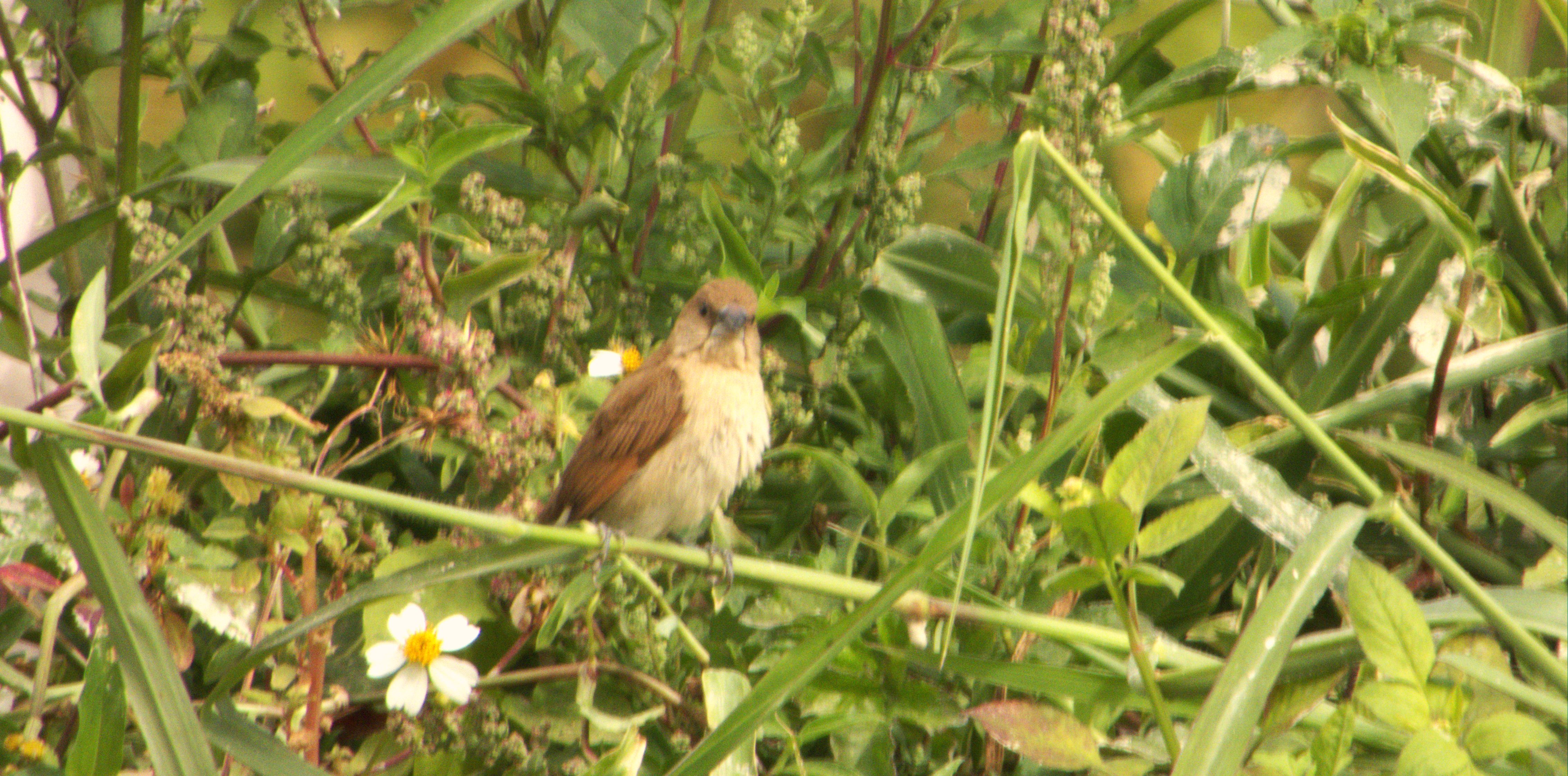 DSCN2785-b.JPG