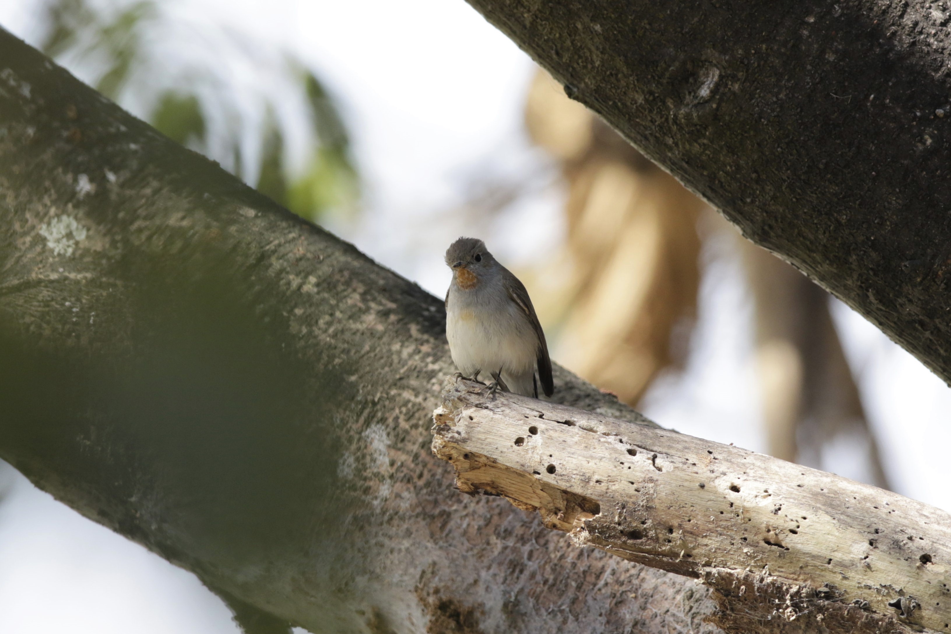 Taiga flycatcher (Ficedula albicilla) male unprocessed - Mai Po.jpg