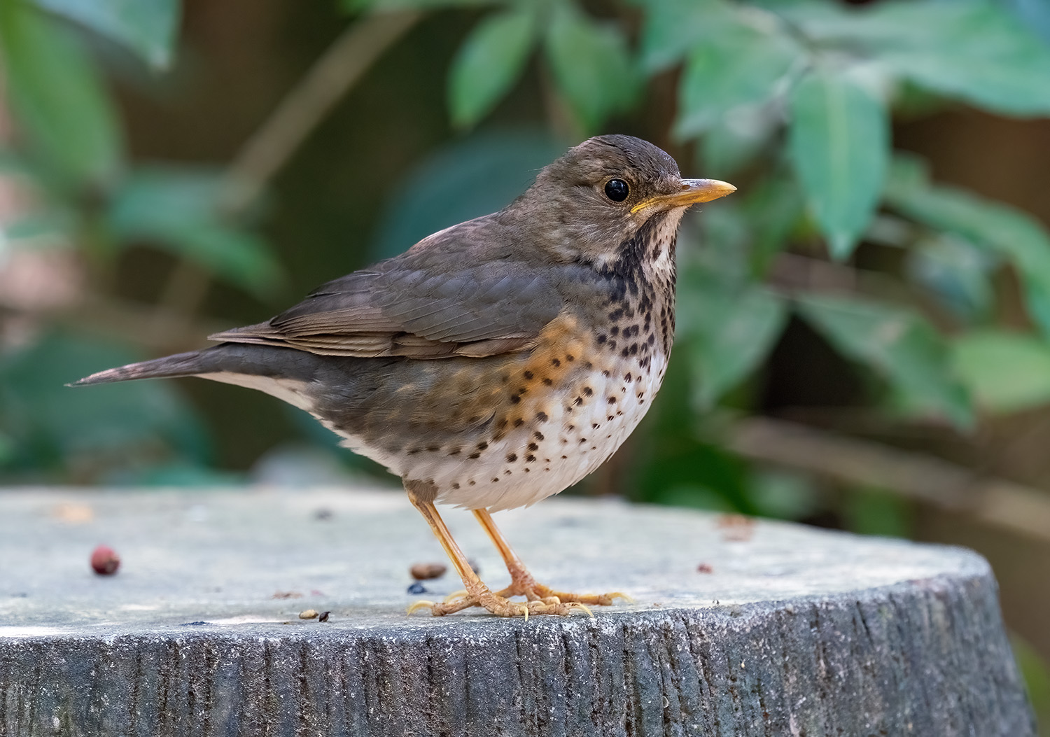 Japanese Thrush DSC08556 D.jpg