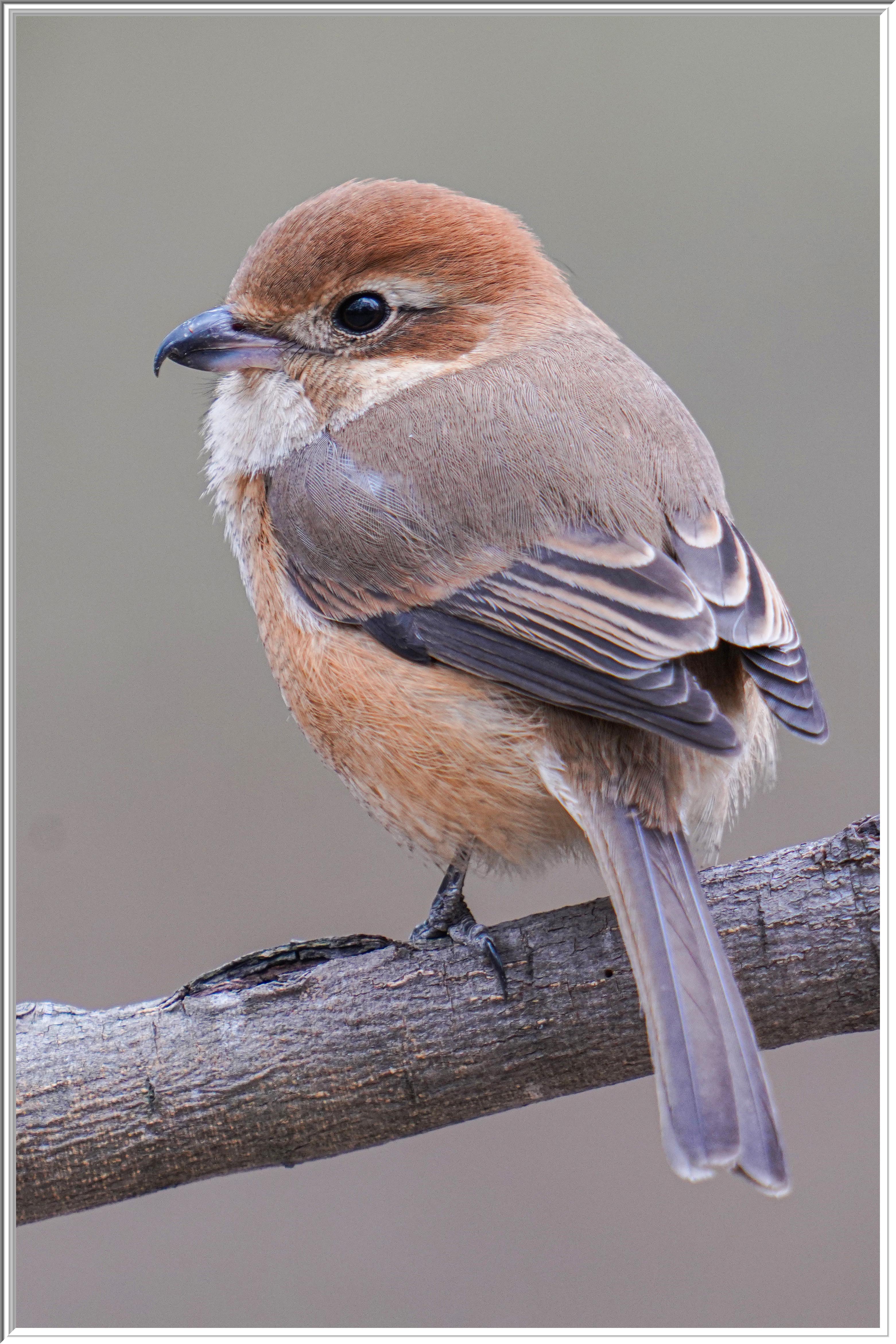 牛頭伯勞 (Bull-headed Shrike) - 2.jpg