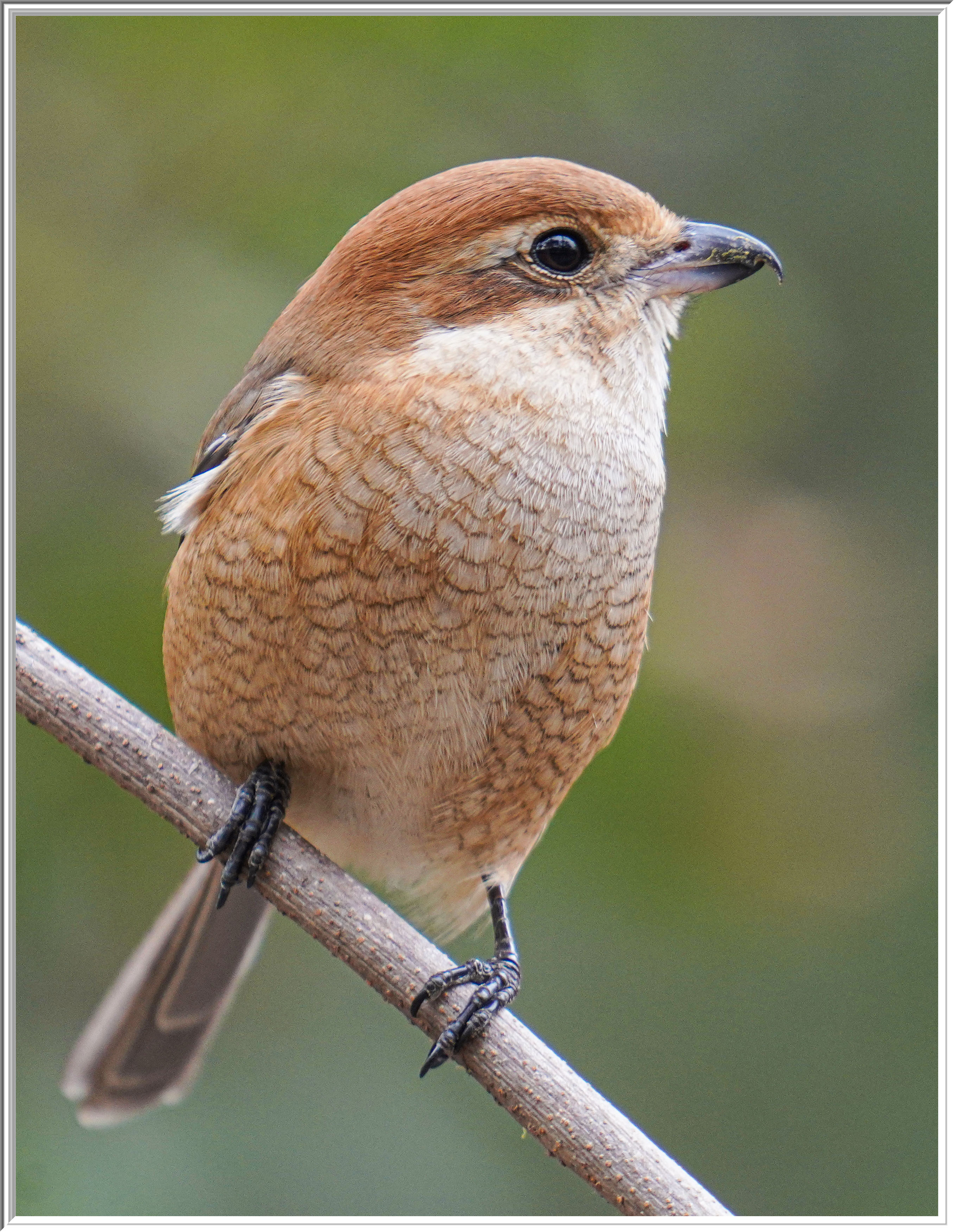 牛頭伯勞 (Bull-headed Shrike) - 4.jpg