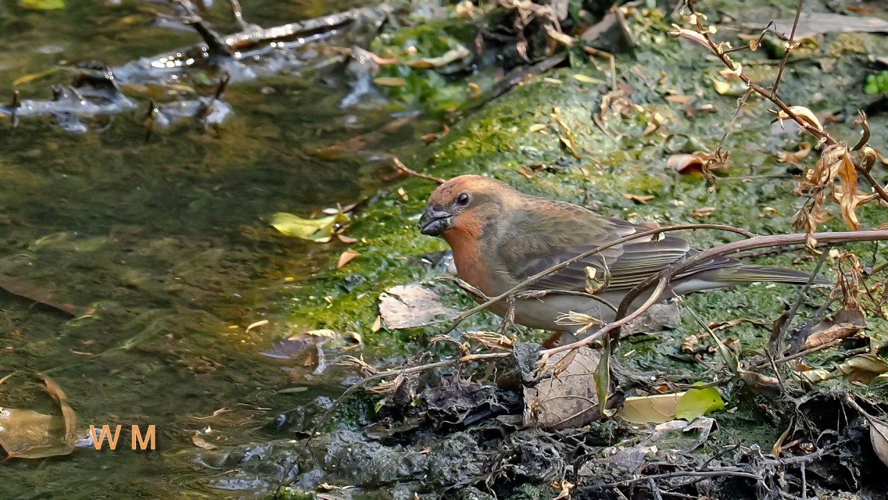 CommonRosefinch3.jpg