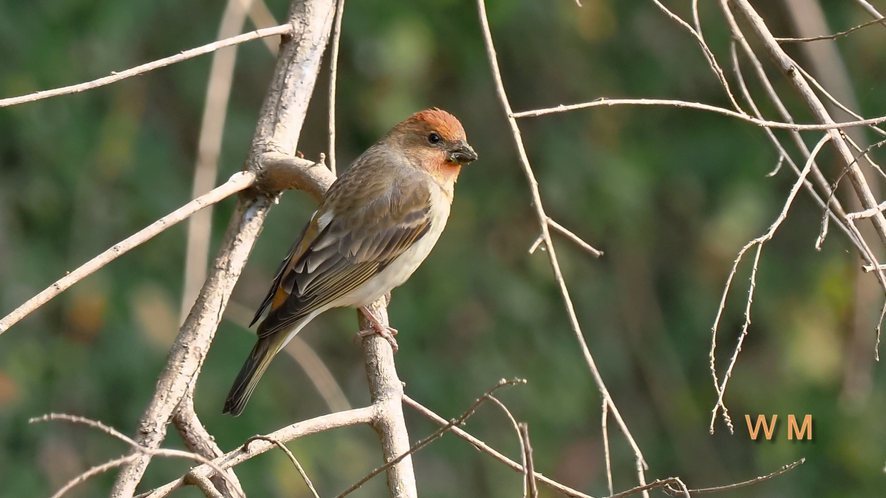 CommonRosefinch5.jpg