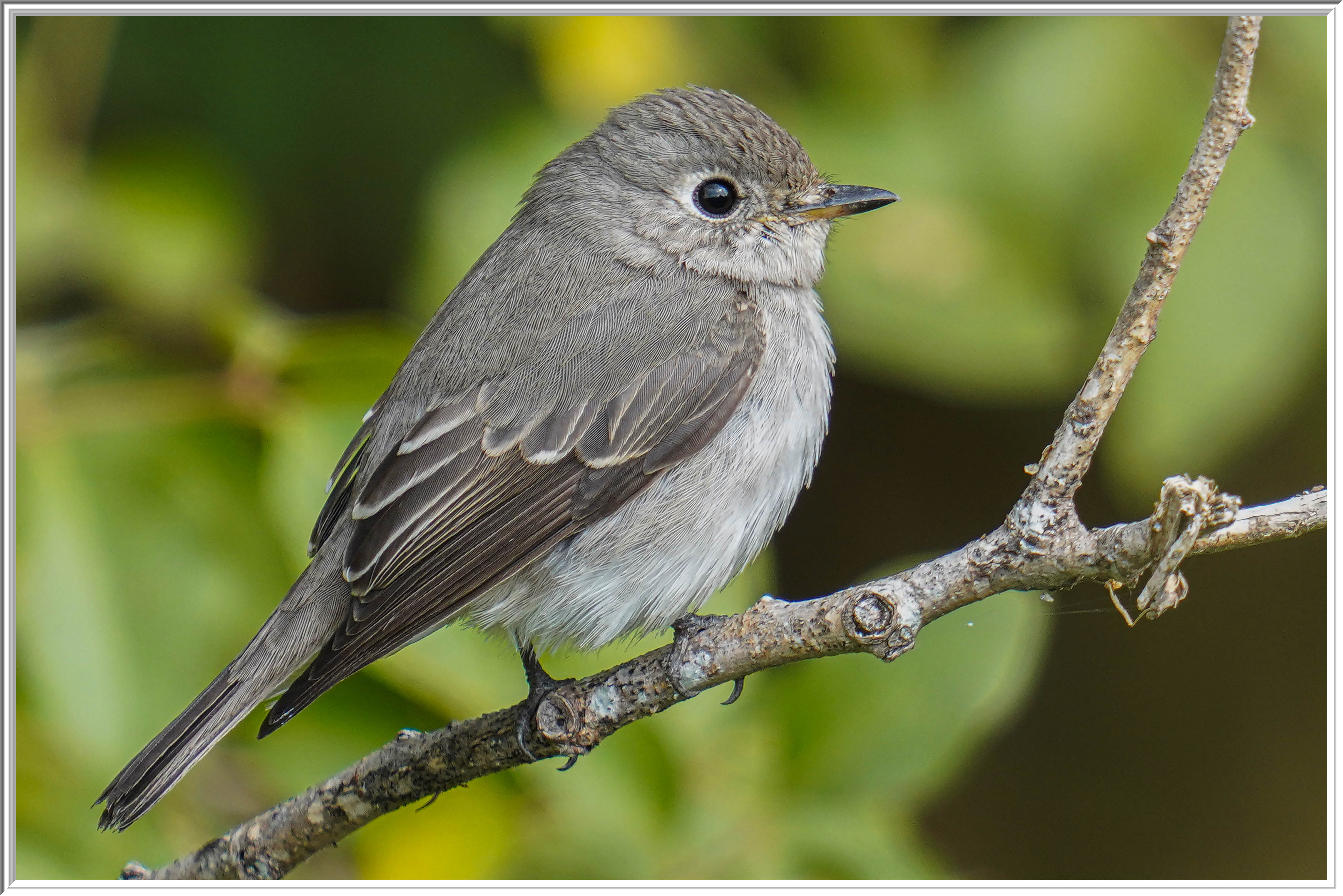 北灰鶲 (Asian Brown Flycatcher) - 2.jpg