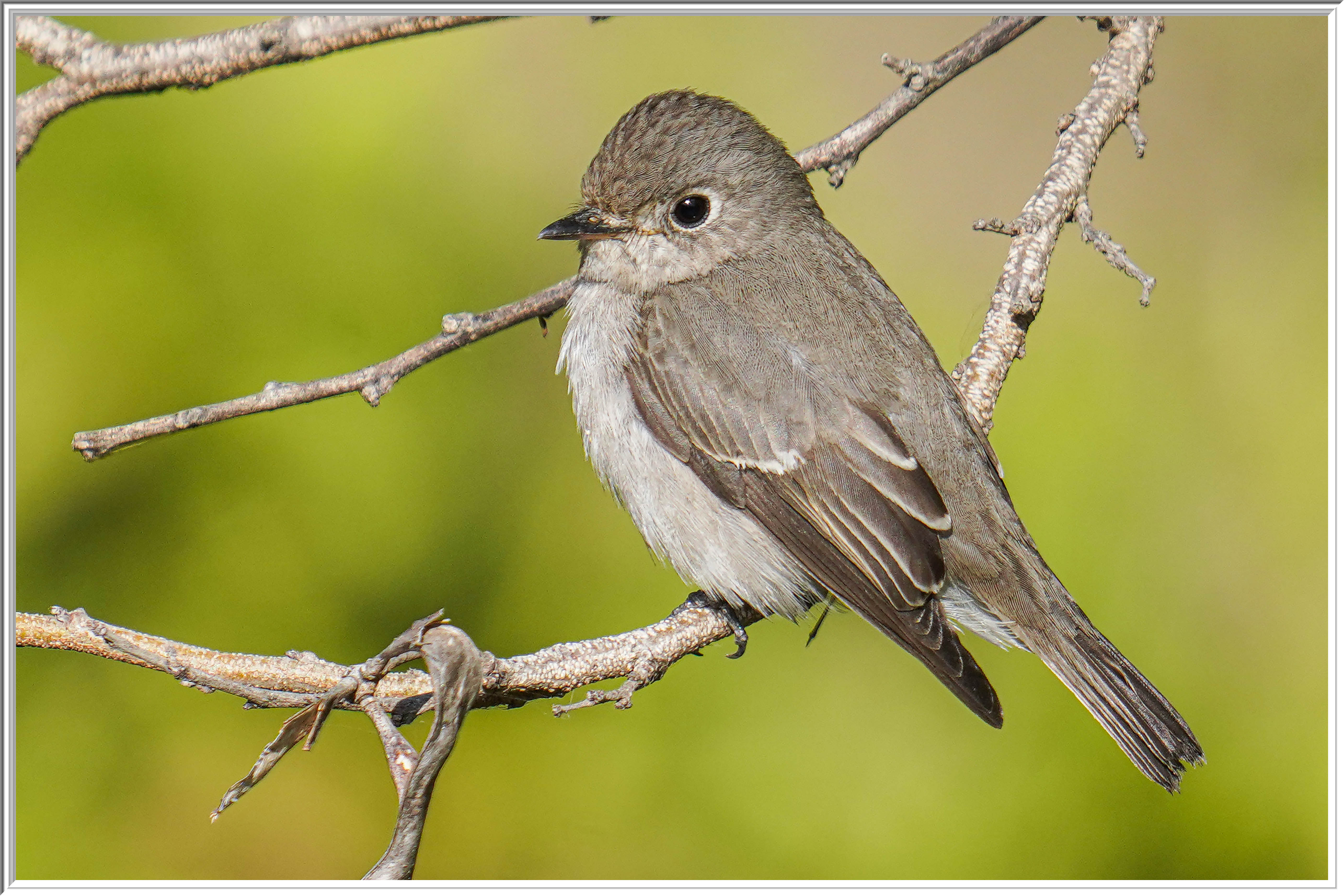 北灰鶲 (Asian Brown Flycatcher) - 3.jpg