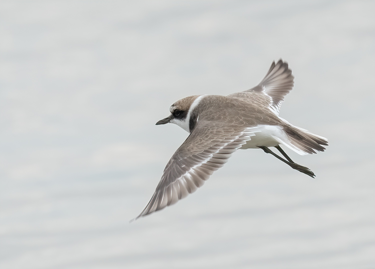 Kentish Plover DSC07100 D+S.jpg