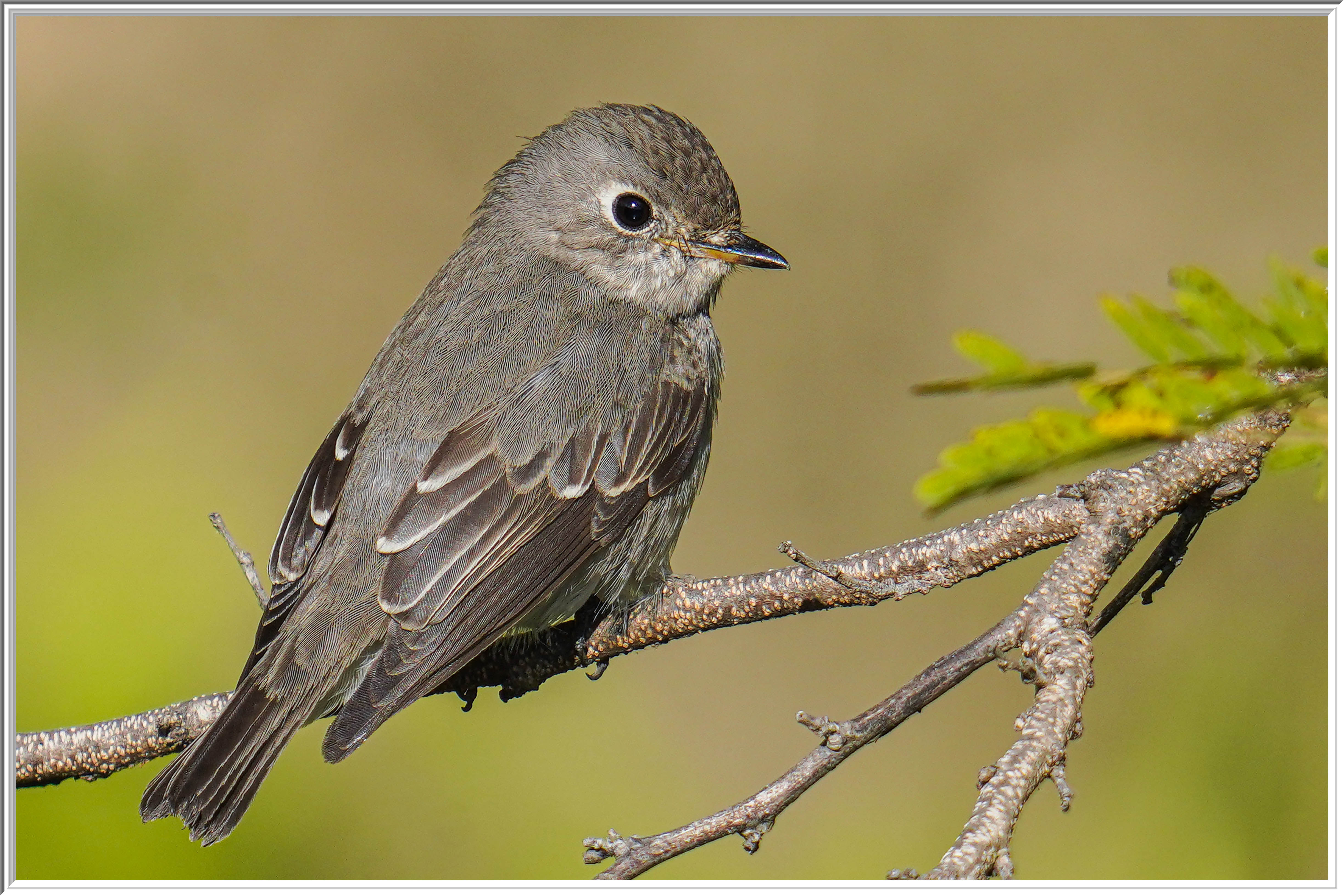 北灰鶲 (Asian Brown Flycatcher) - 1.jpg