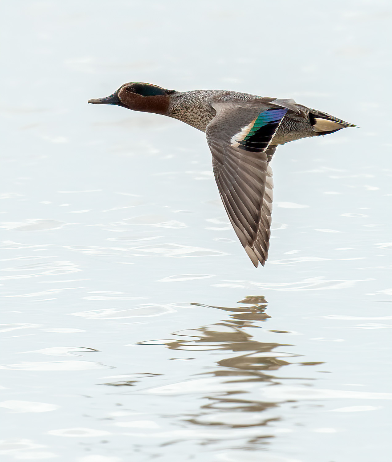 Common Teal DSC02317 D+S.jpg