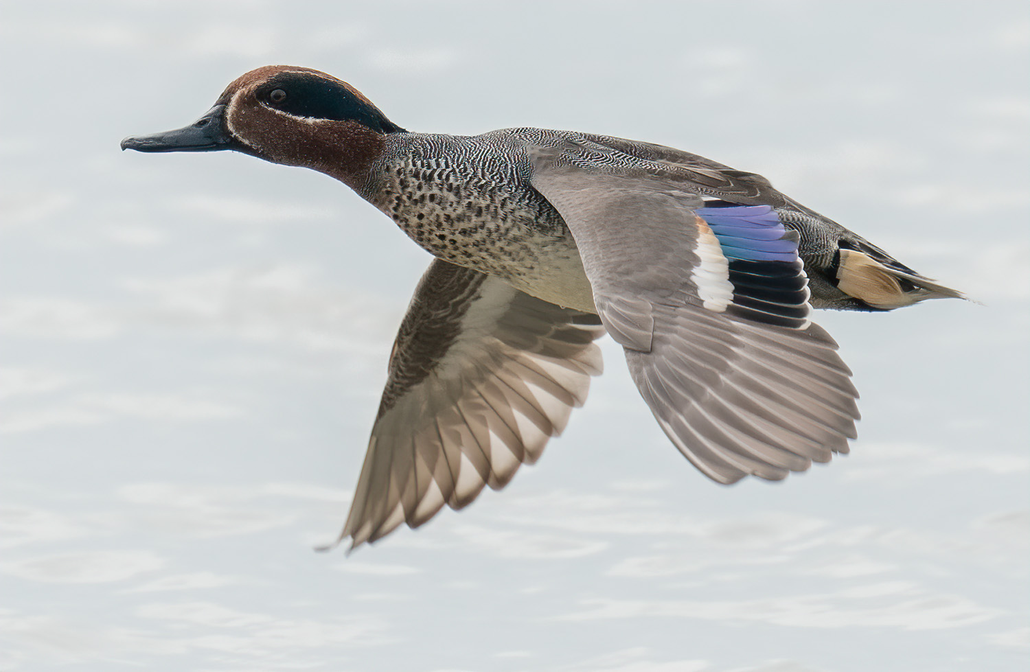 Common Teal DSC02236 D+S.jpg