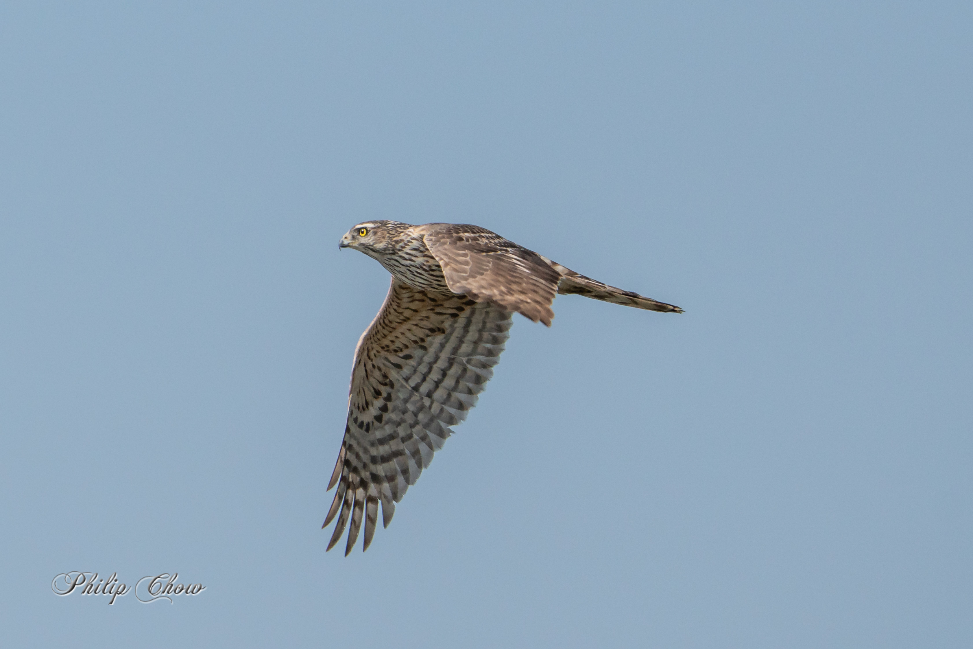 蒼鷹 Northern Goshawk (juv) DPC04101L-s.jpg