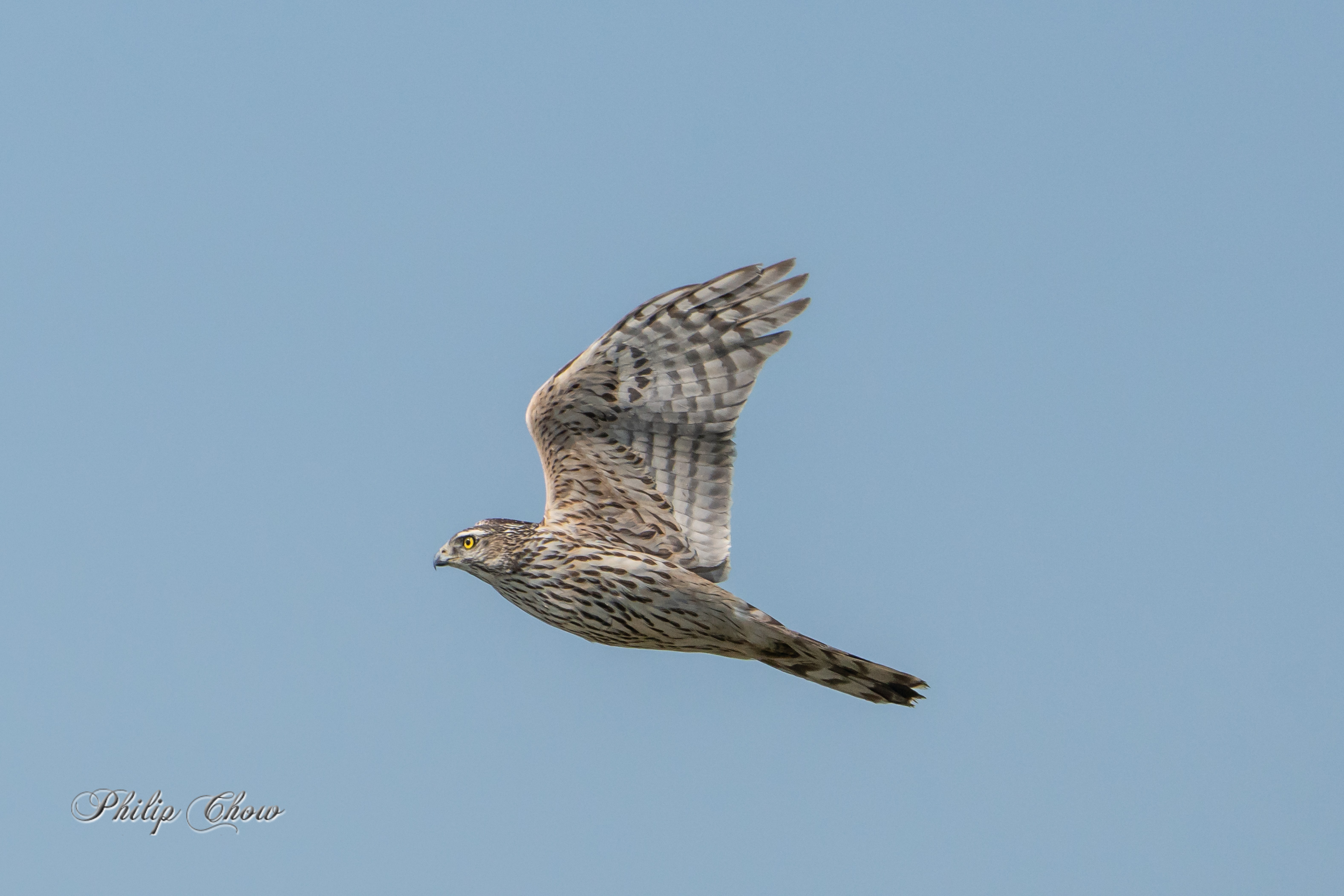 蒼鷹 Northern Goshawk (juv) DPC04102L-s.jpg