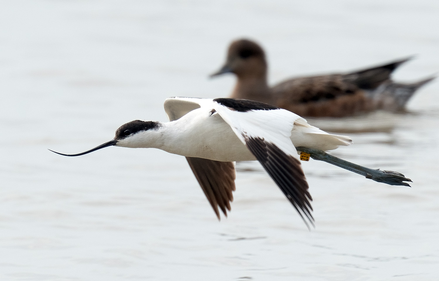 Pied Avocet DSC01208 D.jpg