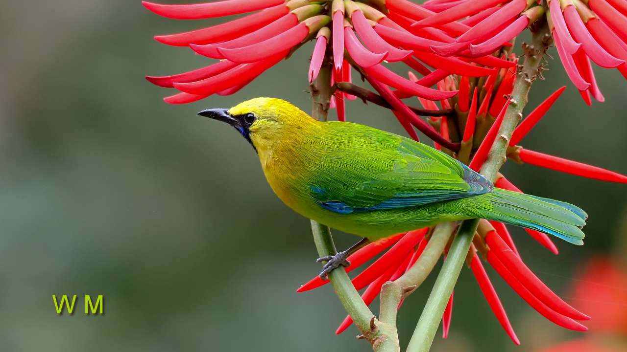 BlueWingedLeafbird1.jpg