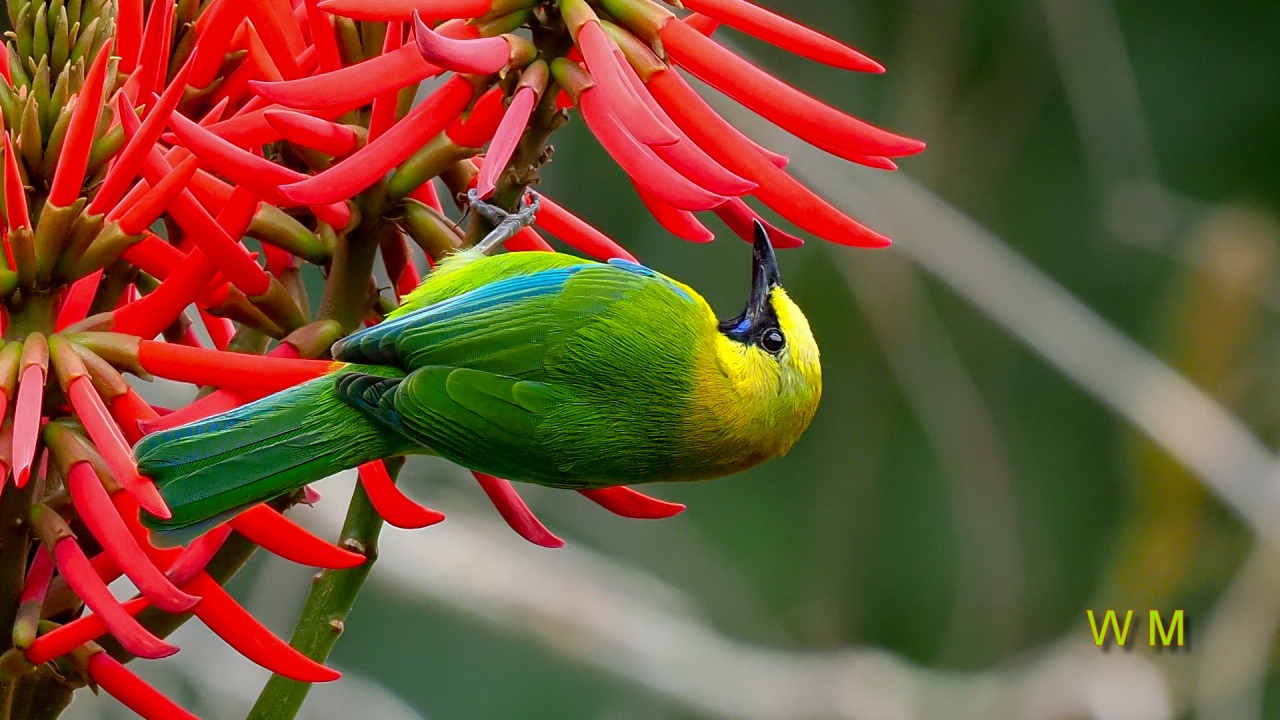 BlueWingedLeafbird3.jpg