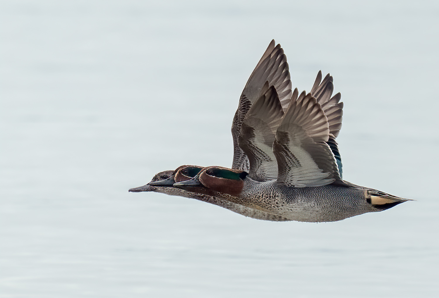 Common Teal DSC07514 D+S+G.jpg