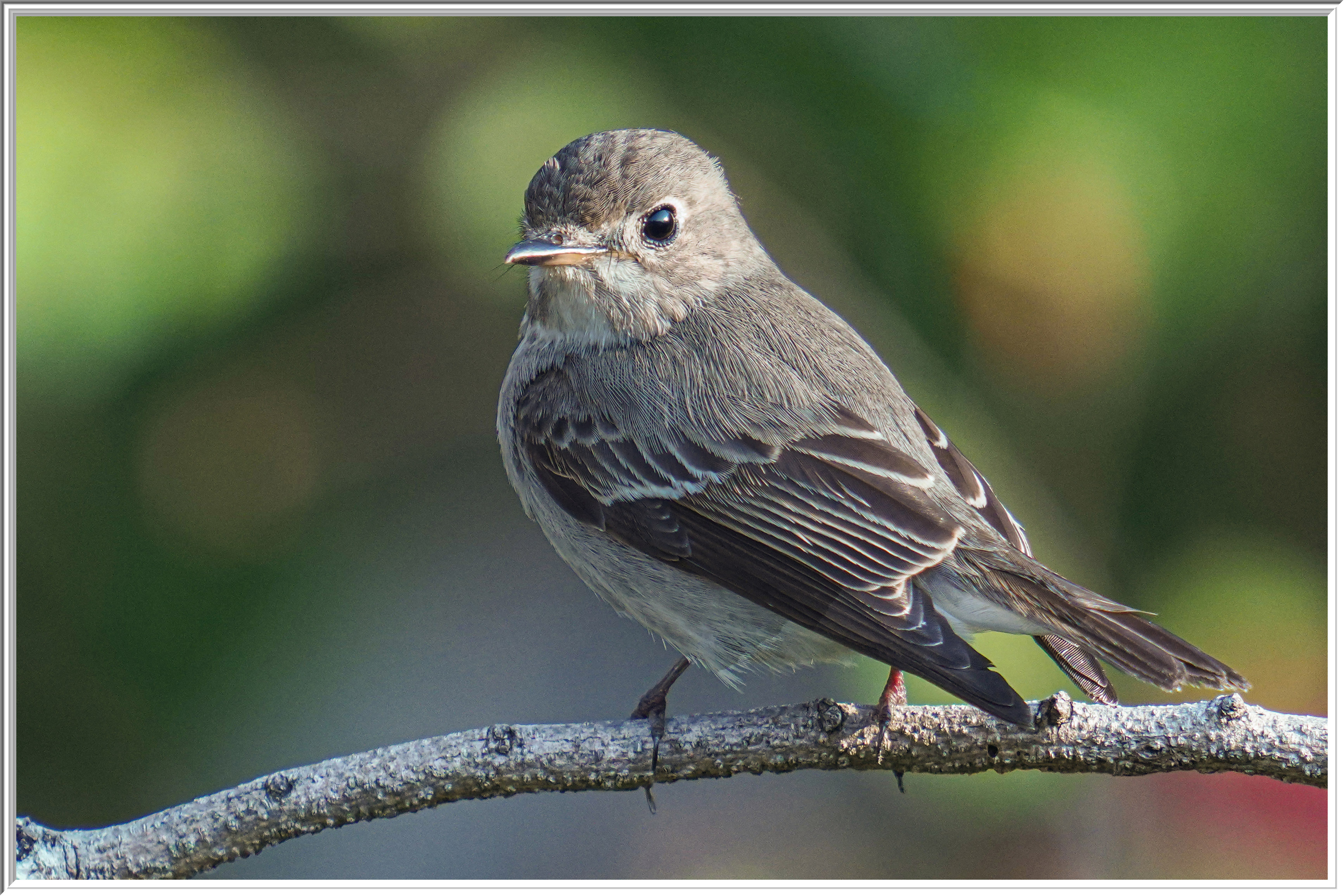 北灰鶲 (Asian Brown Flycatcher) - 2.jpg