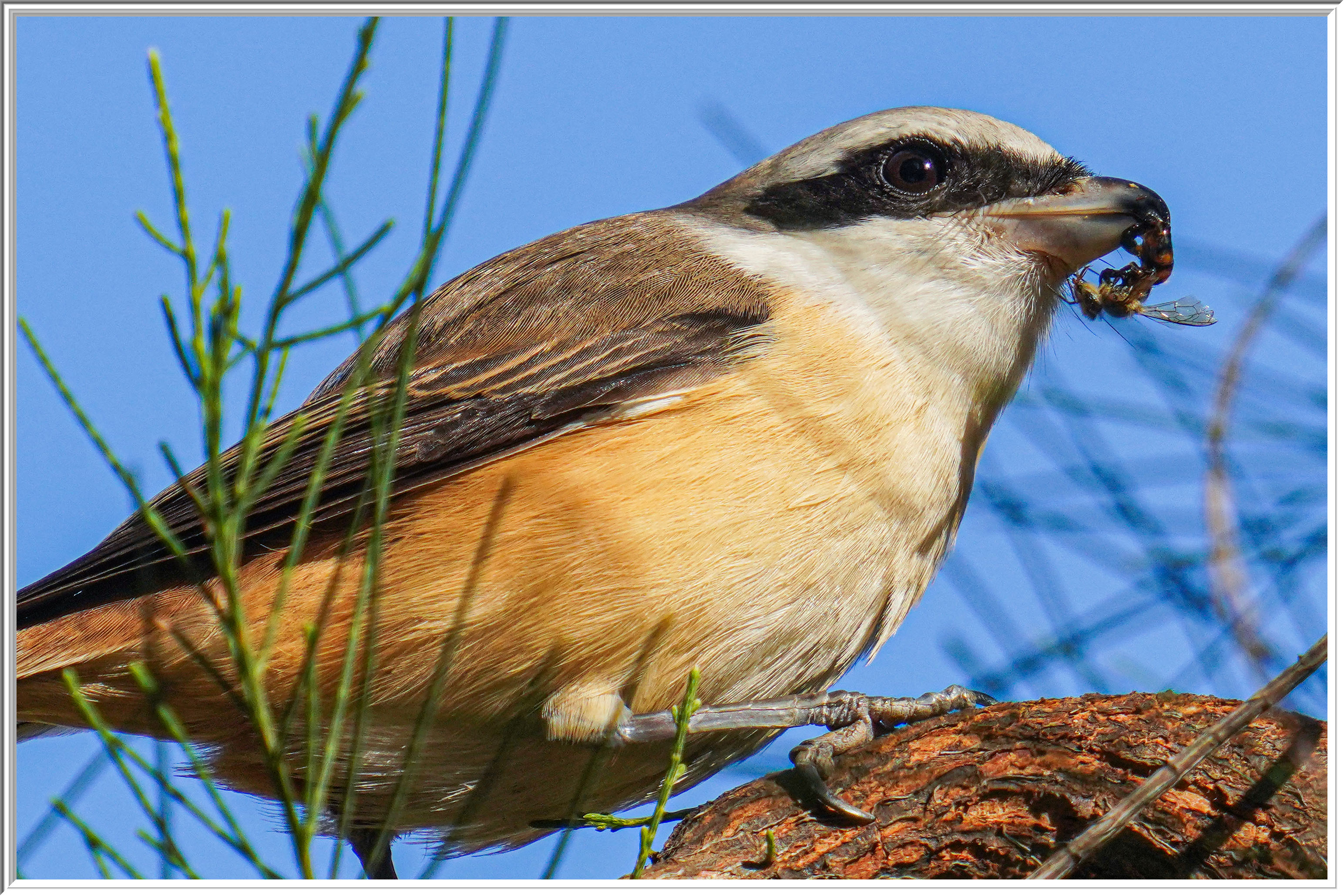 紅尾伯勞 (Brown Shrike) - 2.jpg