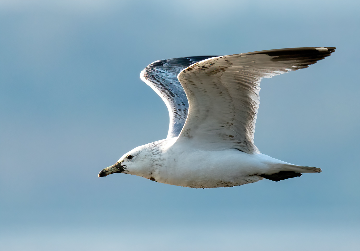 Heuglin's Gull DSC08158 D+S.jpg