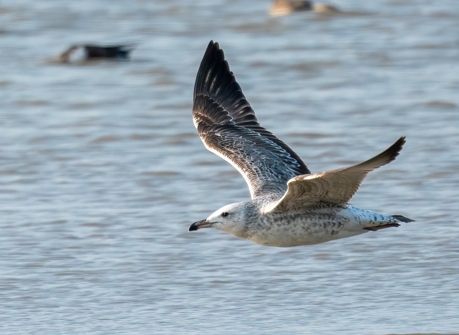 Heuglin's Gull DSC08222 D+S.jpg