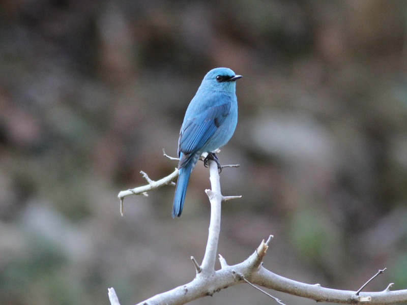 Verditer Flycatcher.JPG