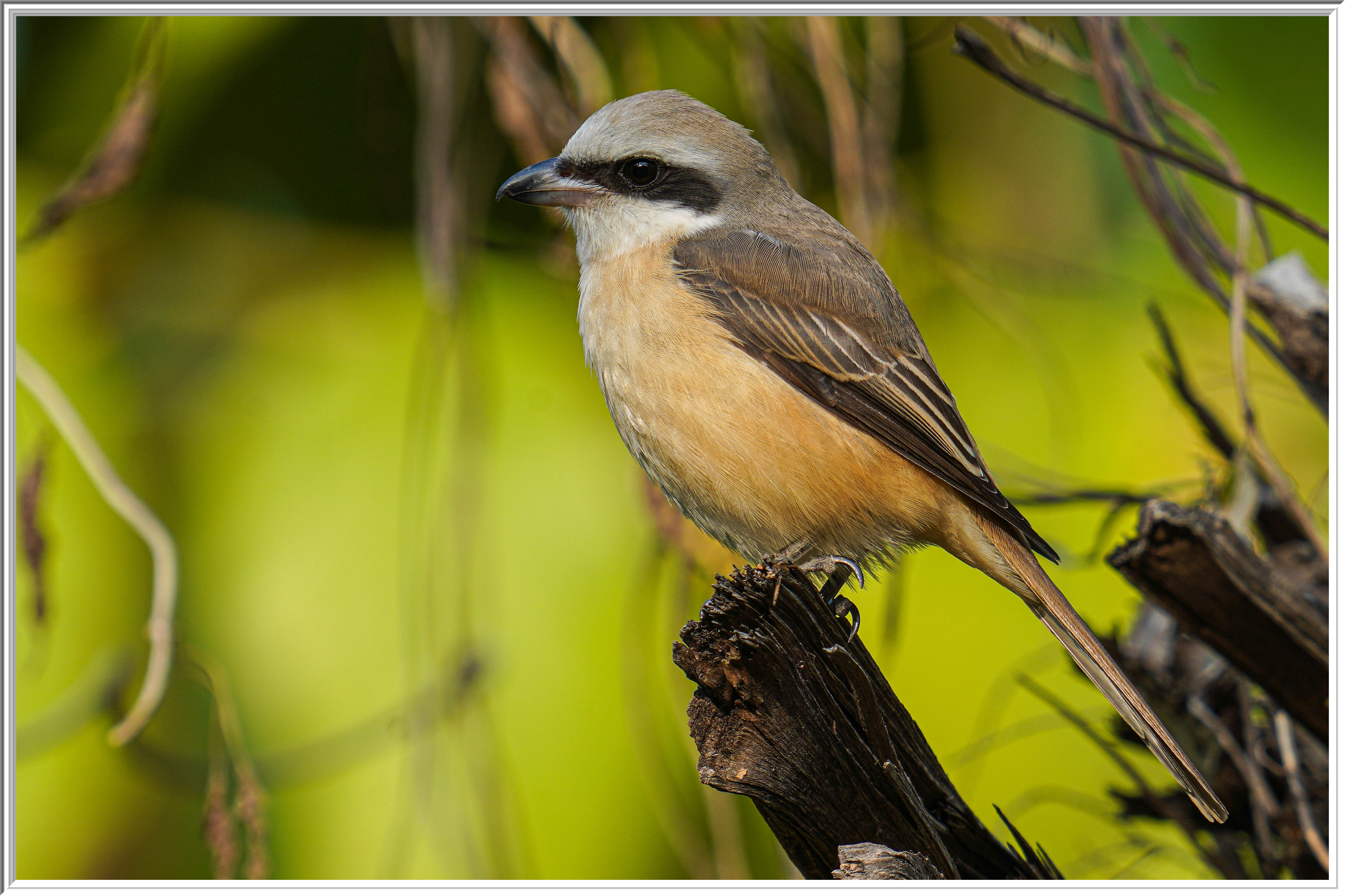 紅尾伯勞 (Brown Shrike) - 1 Jan 25.jpg