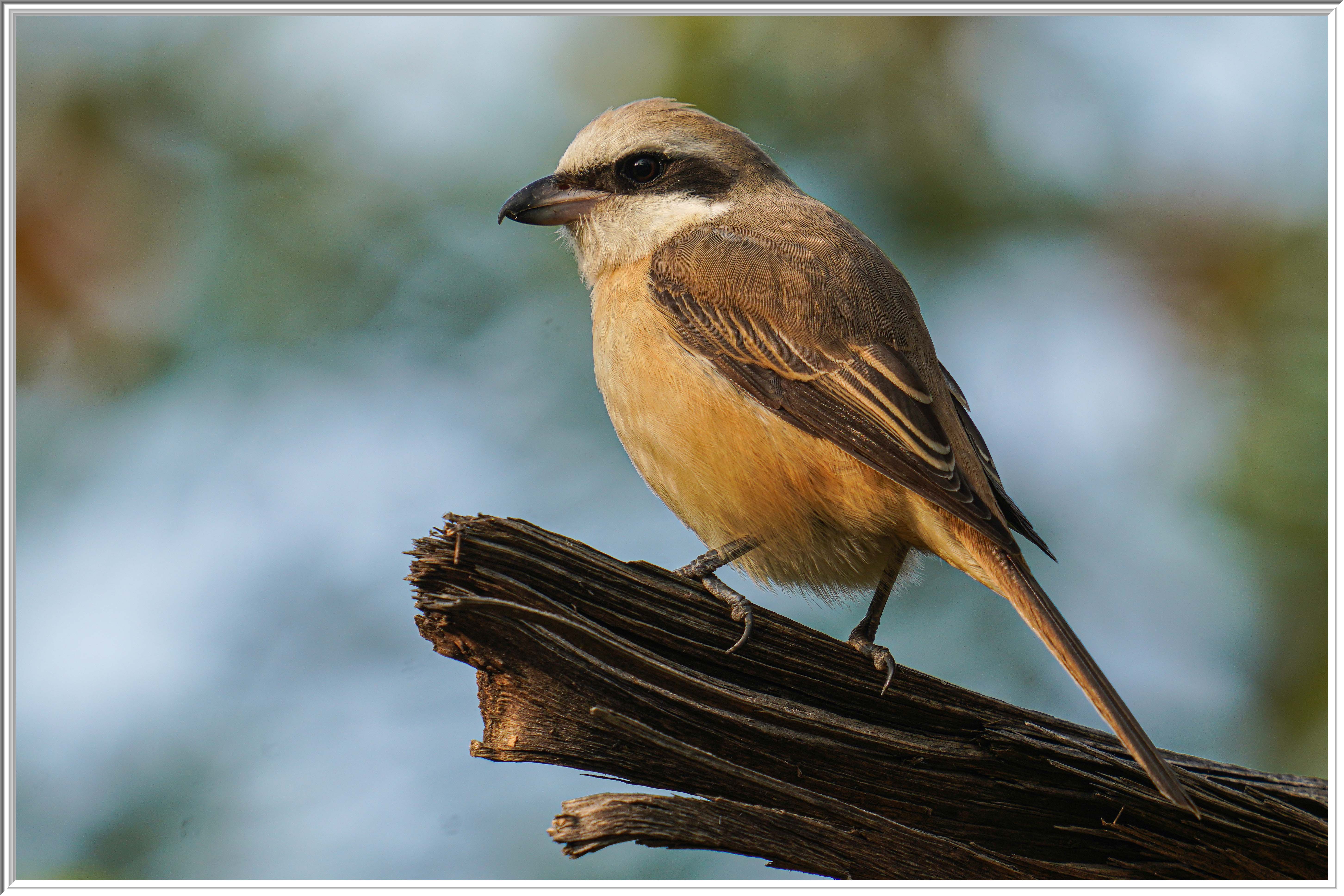 紅尾伯勞 (Brown Shrike) - 2.jpg