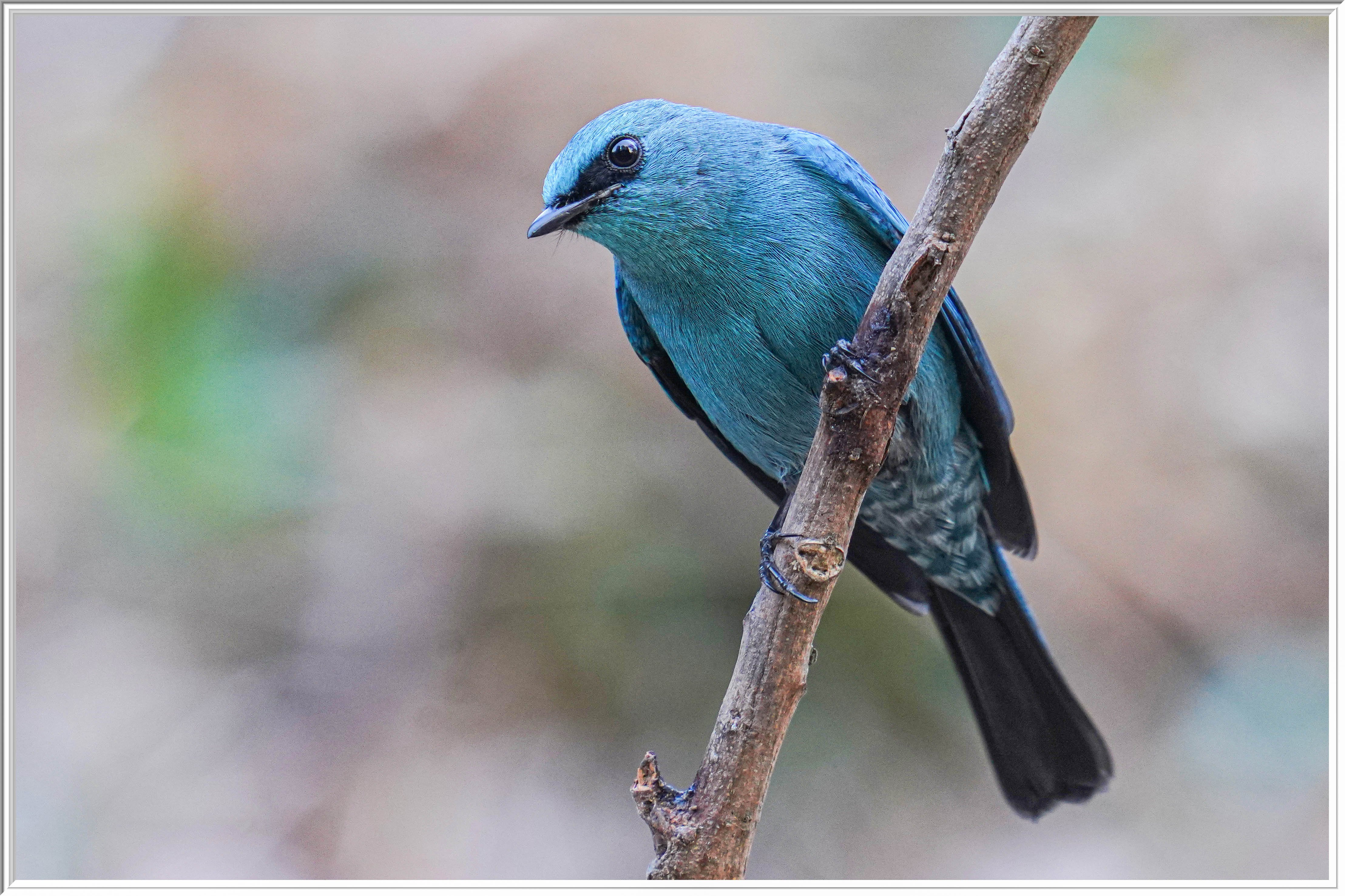 銅藍鶲 (Verditer Flycatcher) - 1 Jan 25.jpg