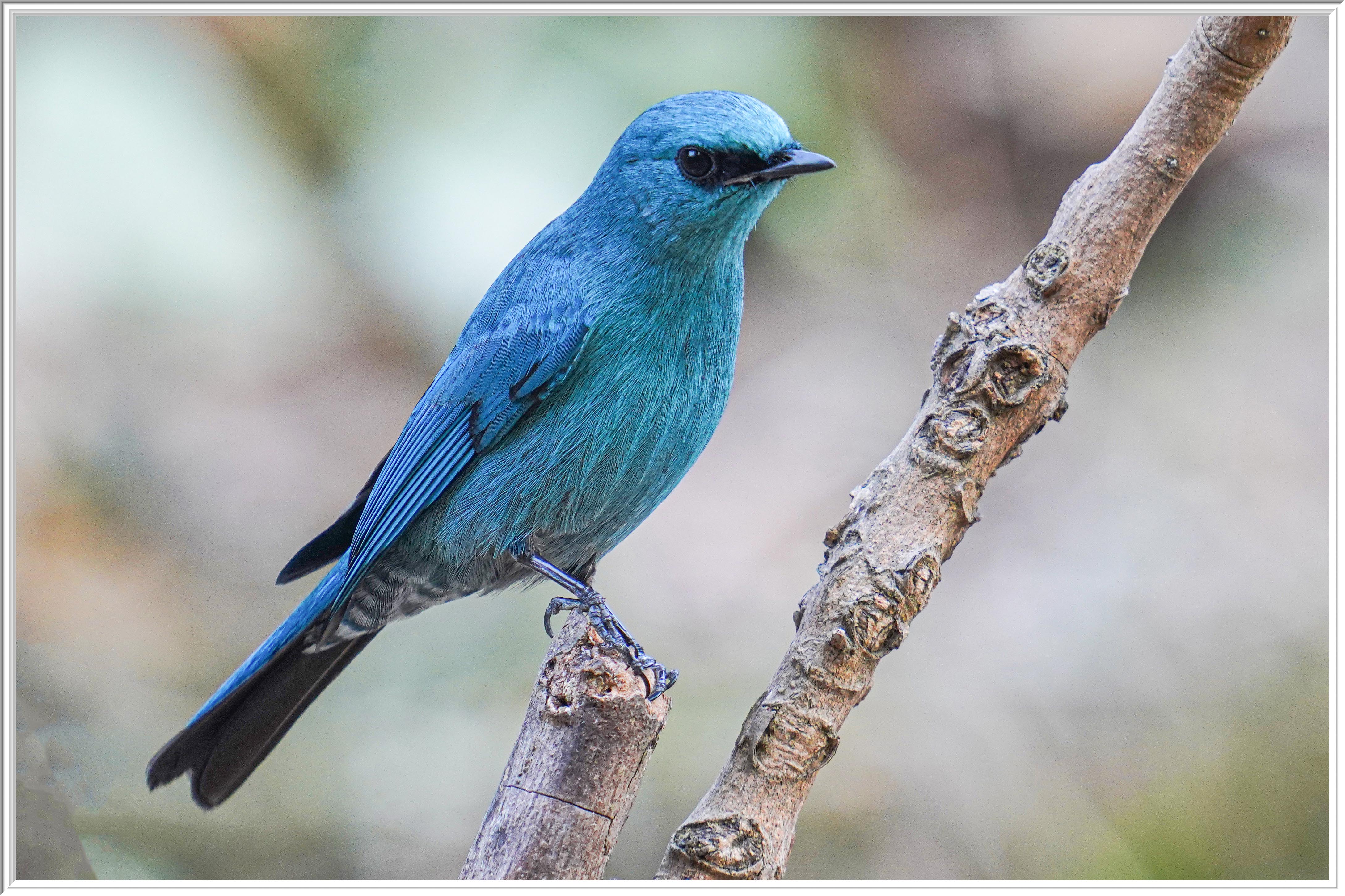 銅藍鶲 (Verditer Flycatcher) - 2.jpg