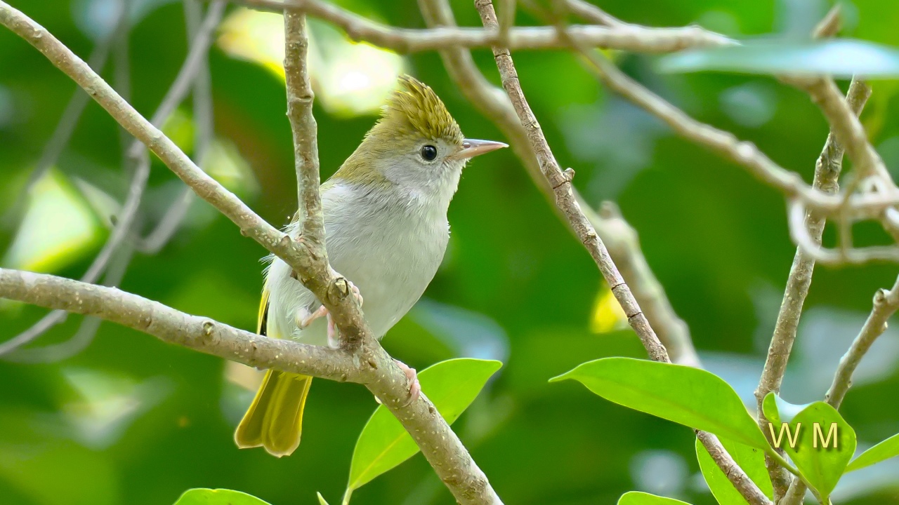 White-belliedYuhina1.jpg