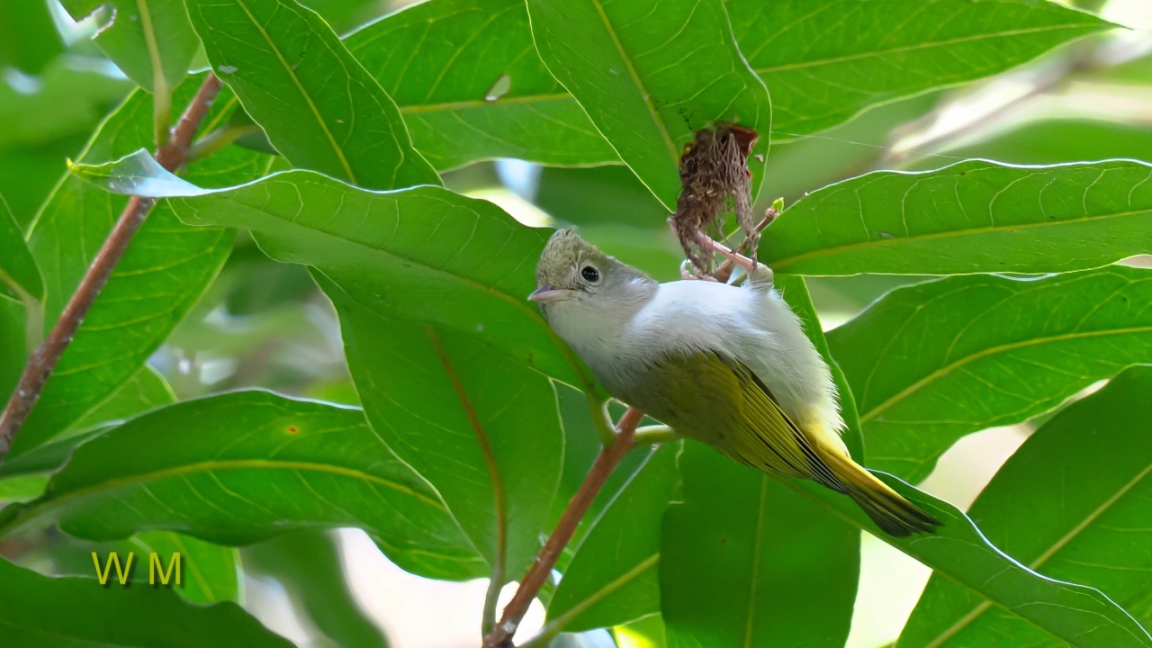 White-belliedYuhina3.jpg